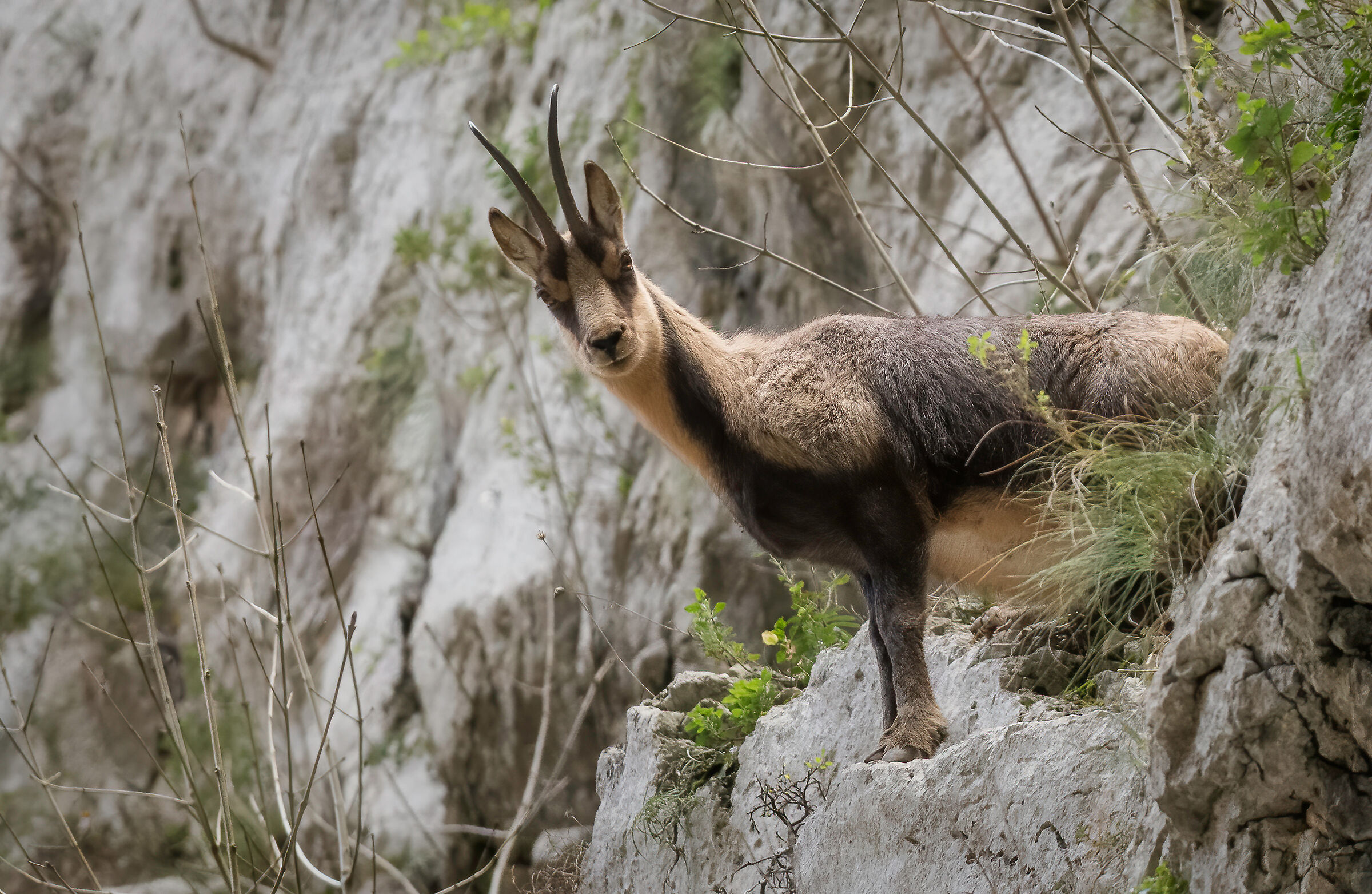 Abruzzo chamois