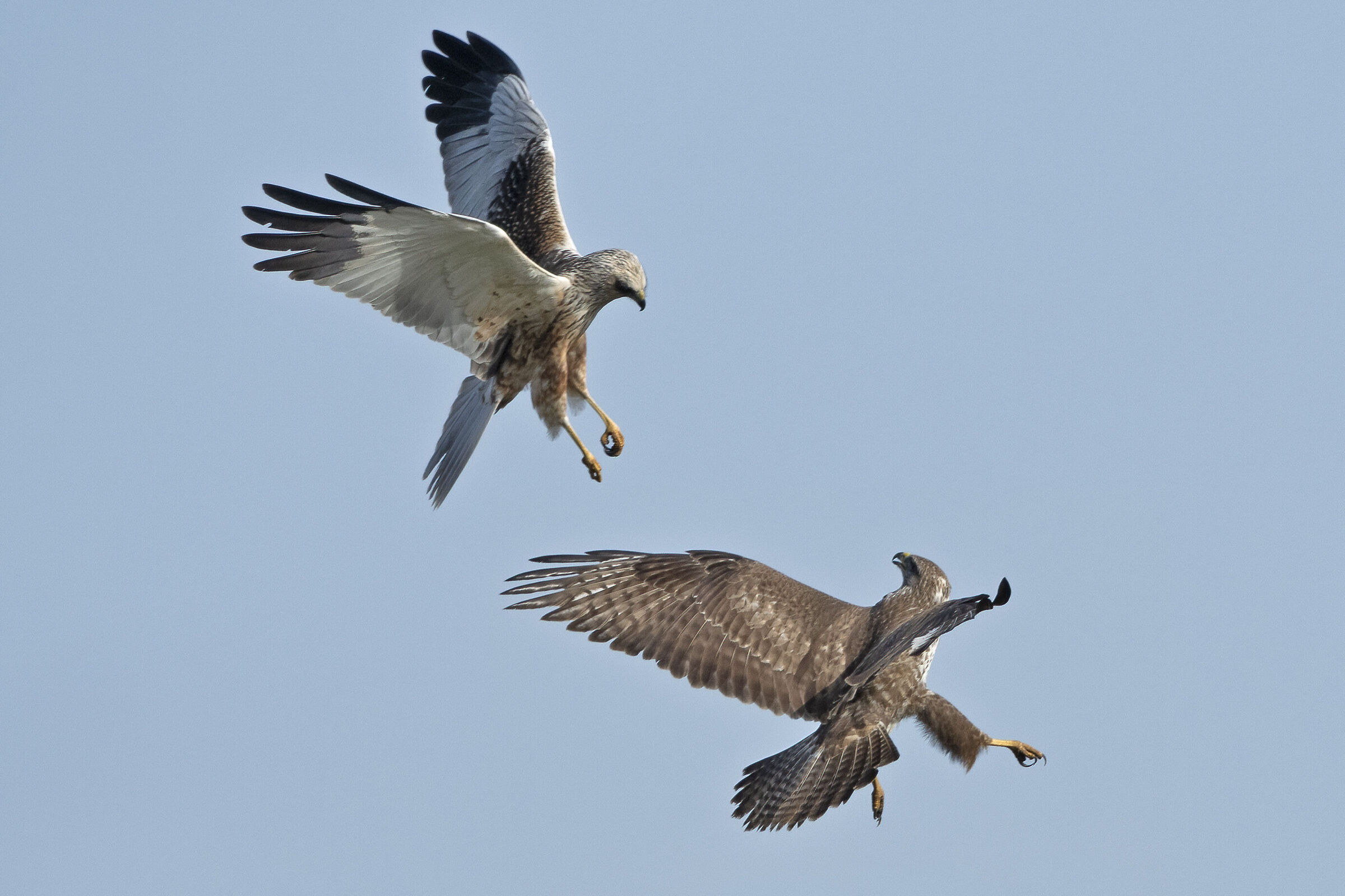 Falco di Palude vs Poiana