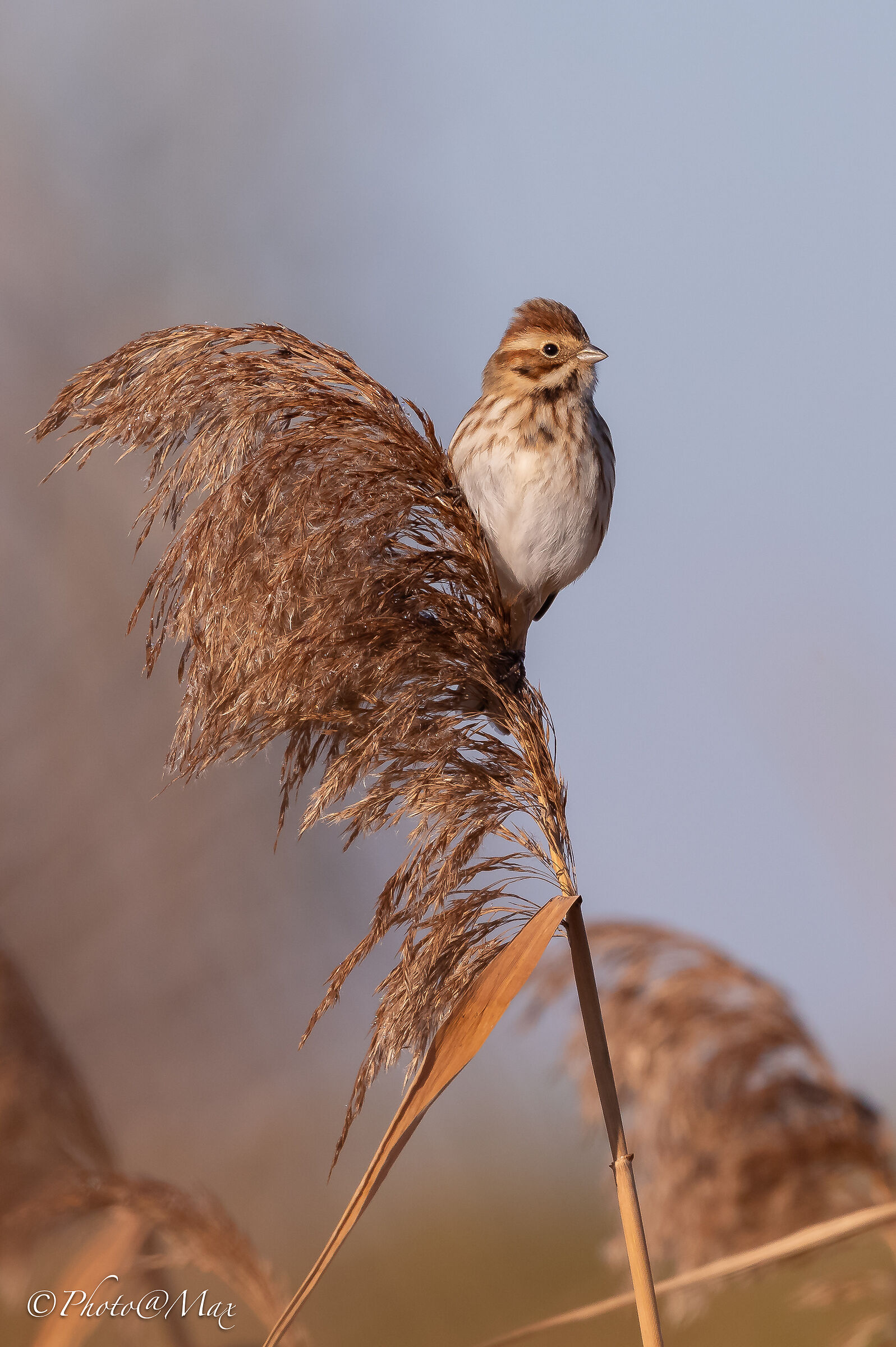 Migliarino di Palude