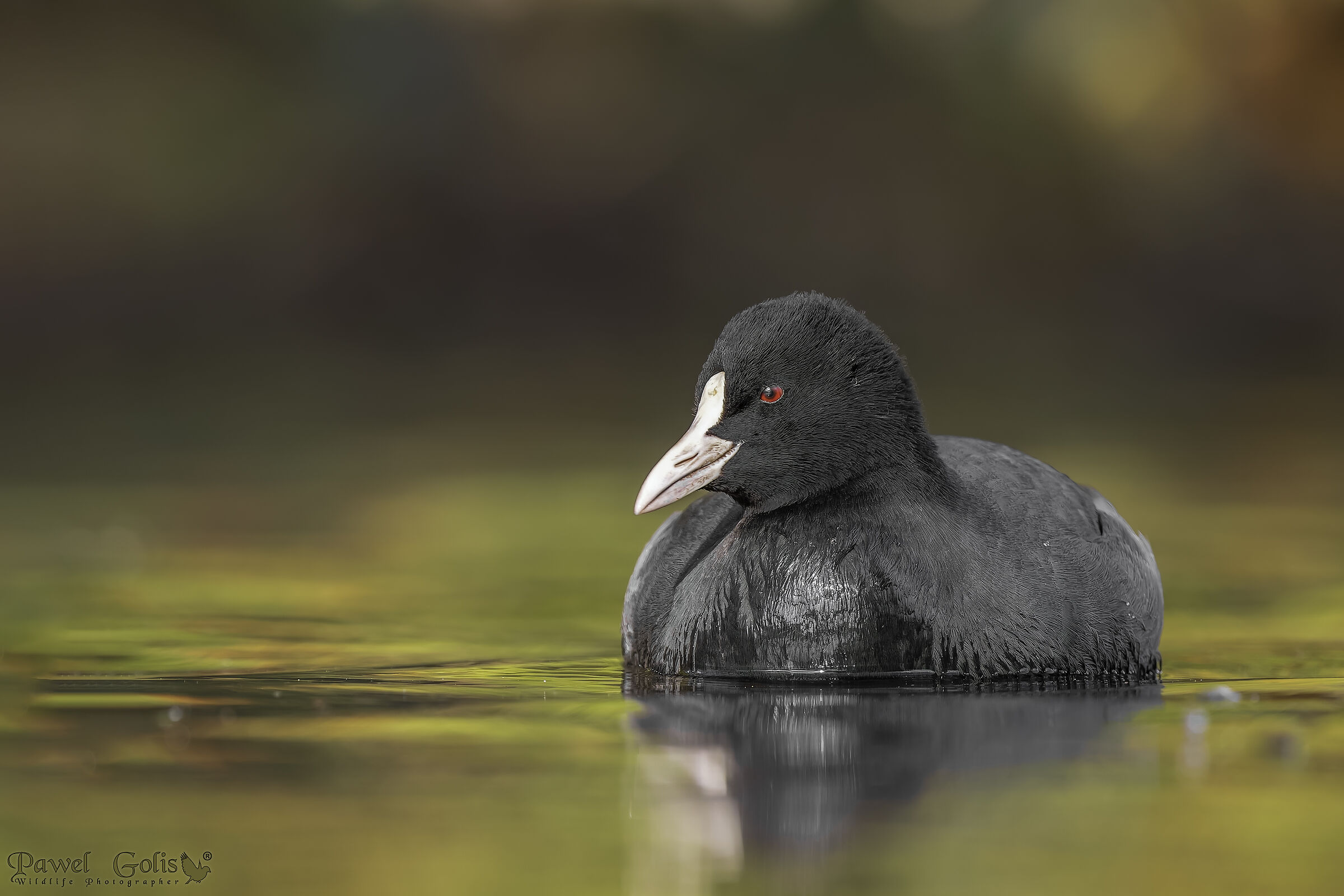 Folaga (Fulica atra)
