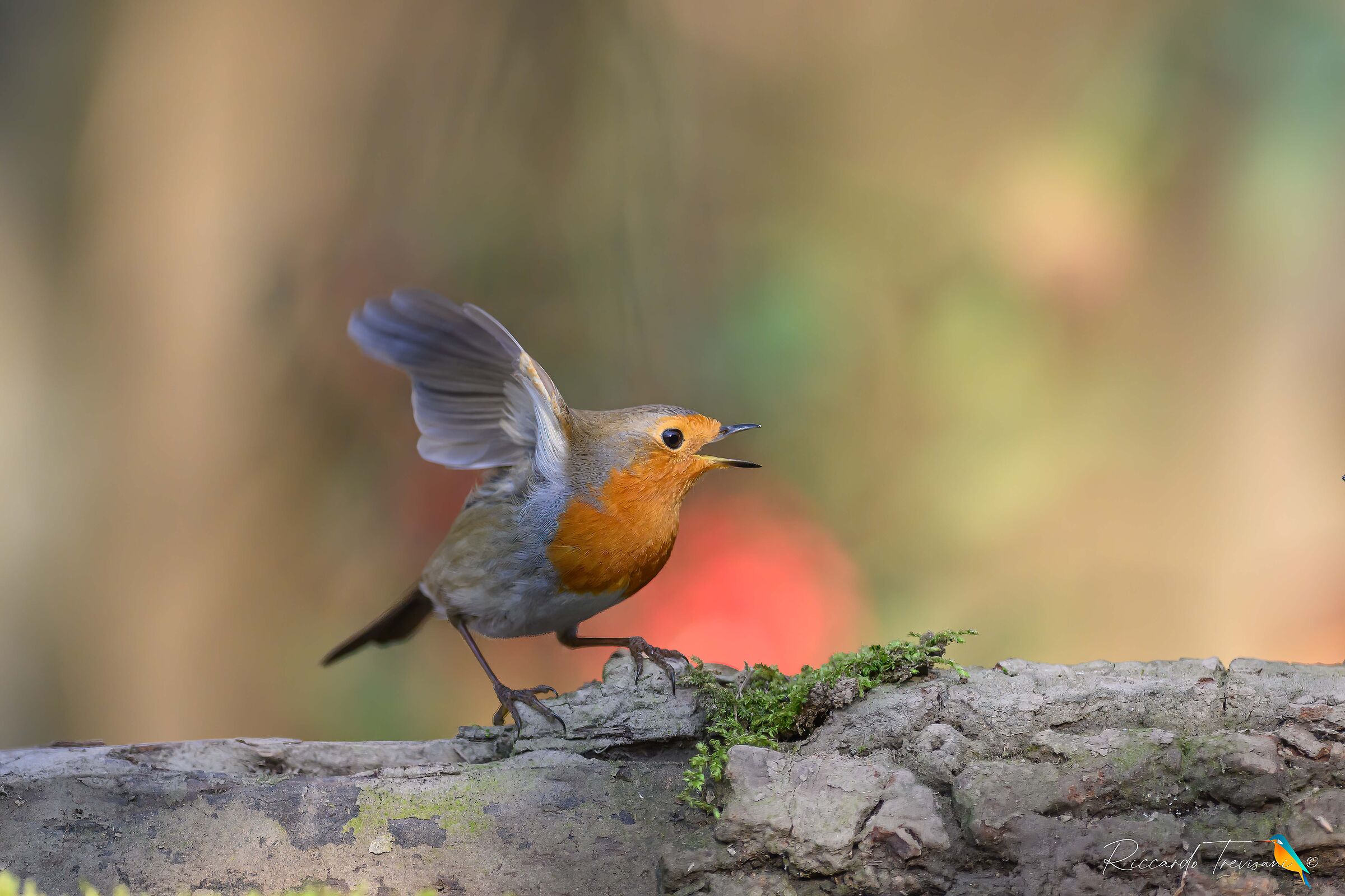 robin
