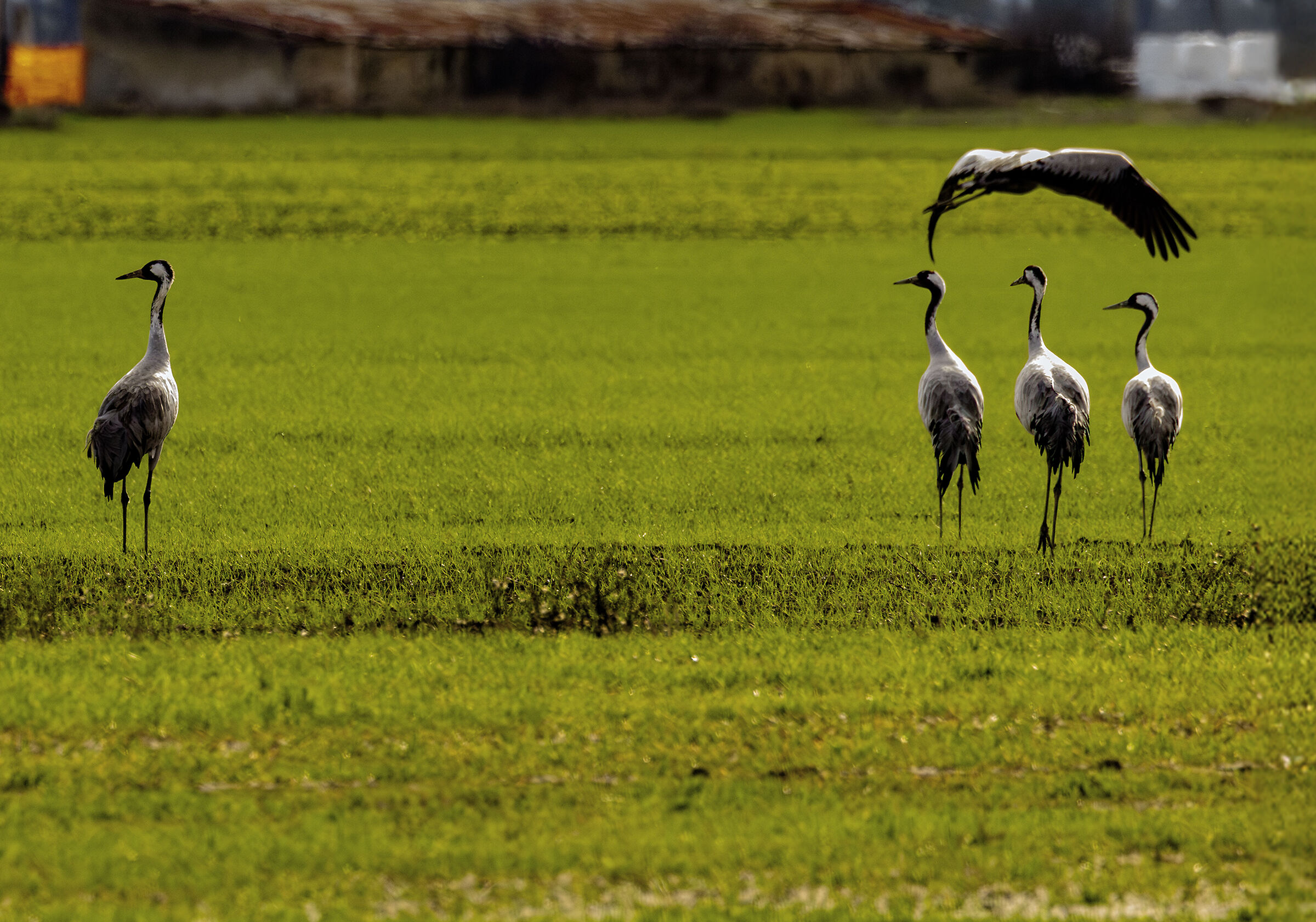 a fiver of cranes