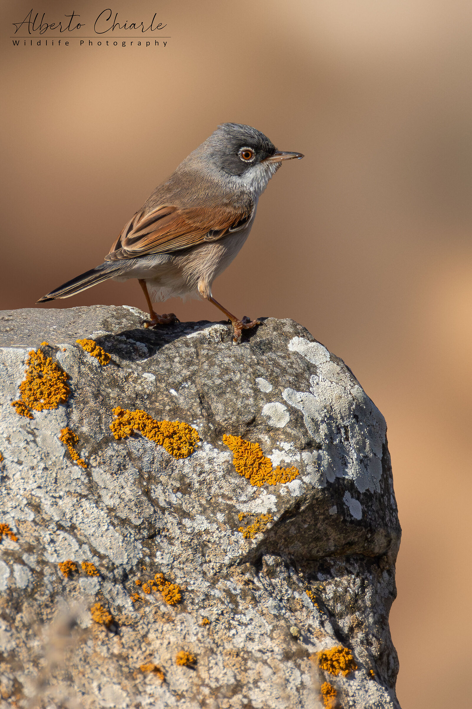 Sterpazzola della Sardegna