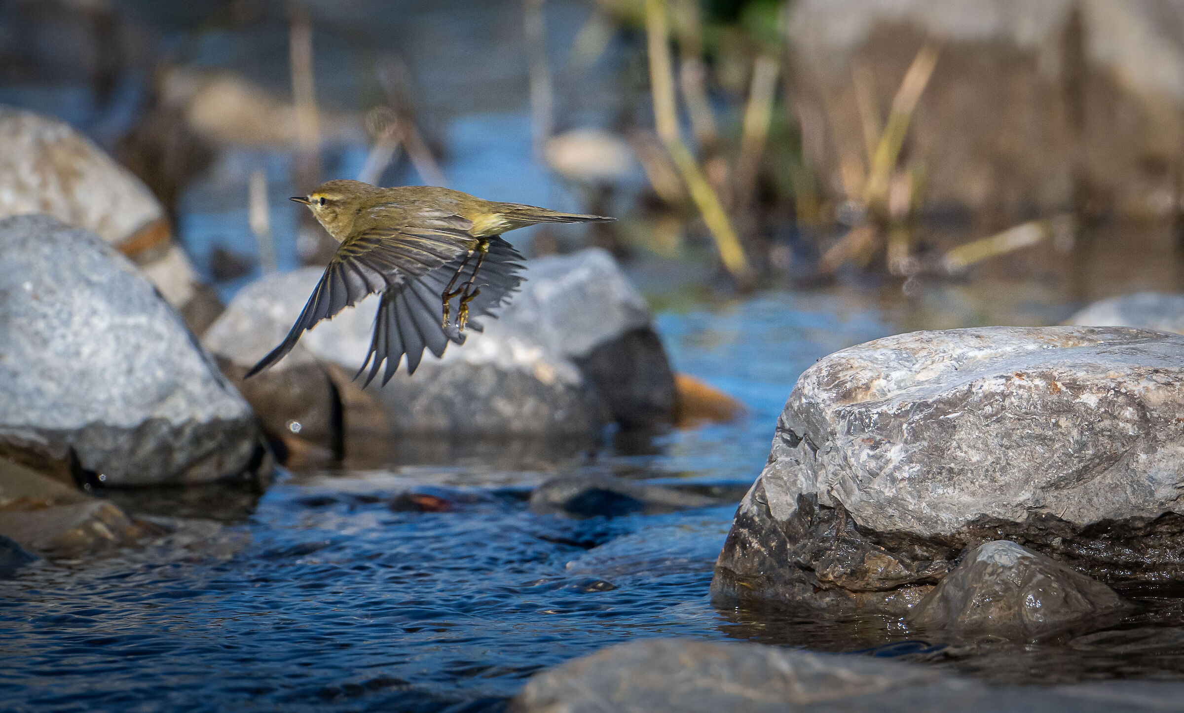Chiffchaff