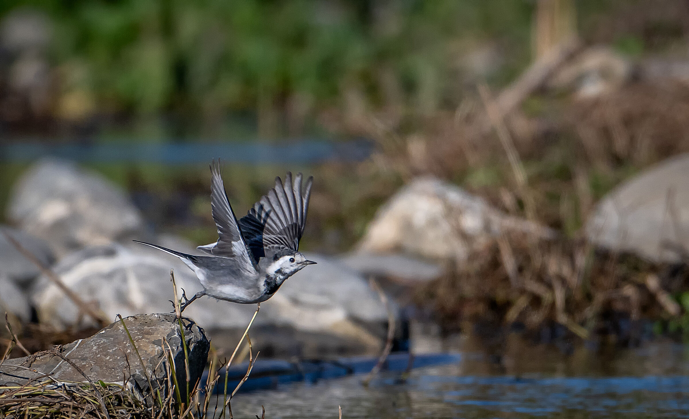 White wagtail
