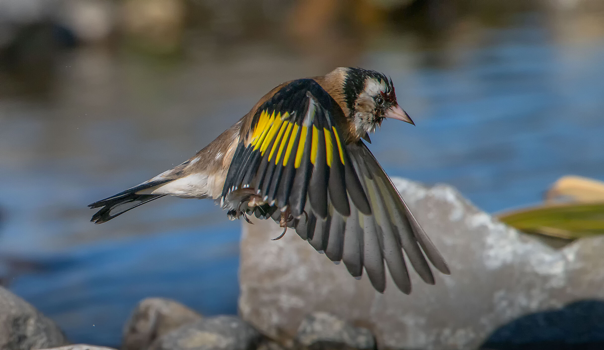 Goldfinch