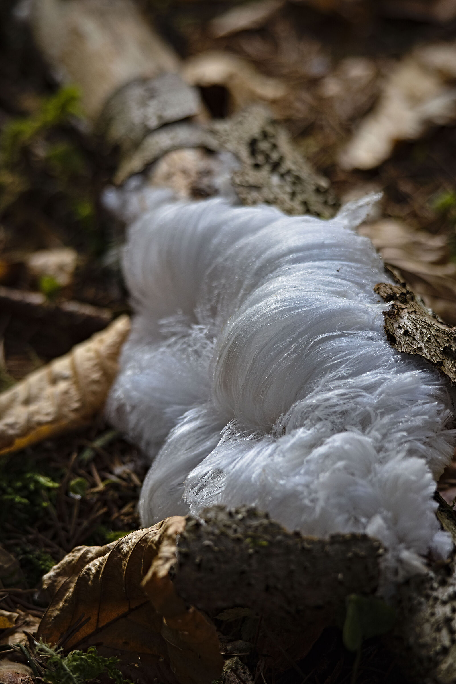 Capelli di ghiaccio