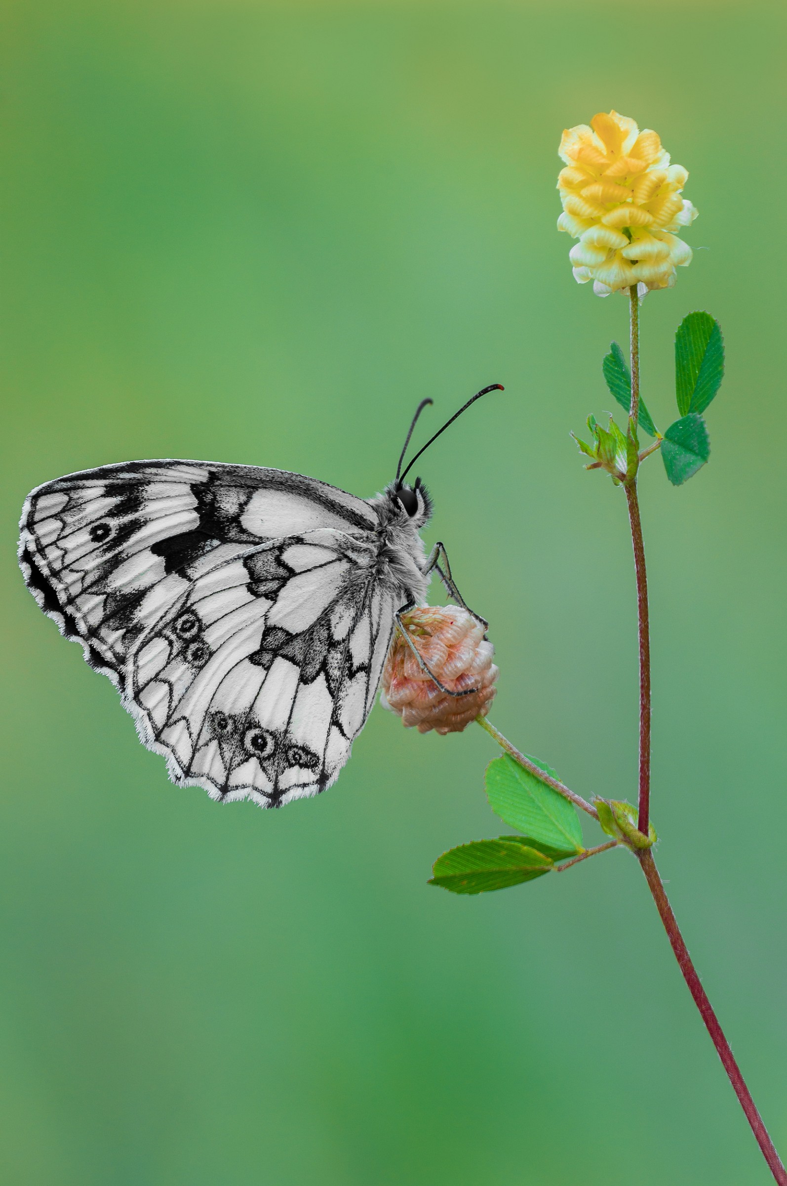 Melanargia galathea