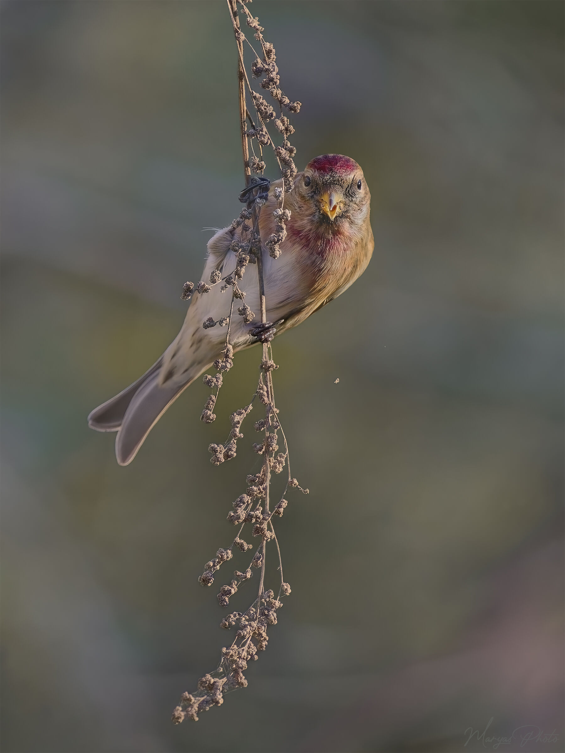Redpoll