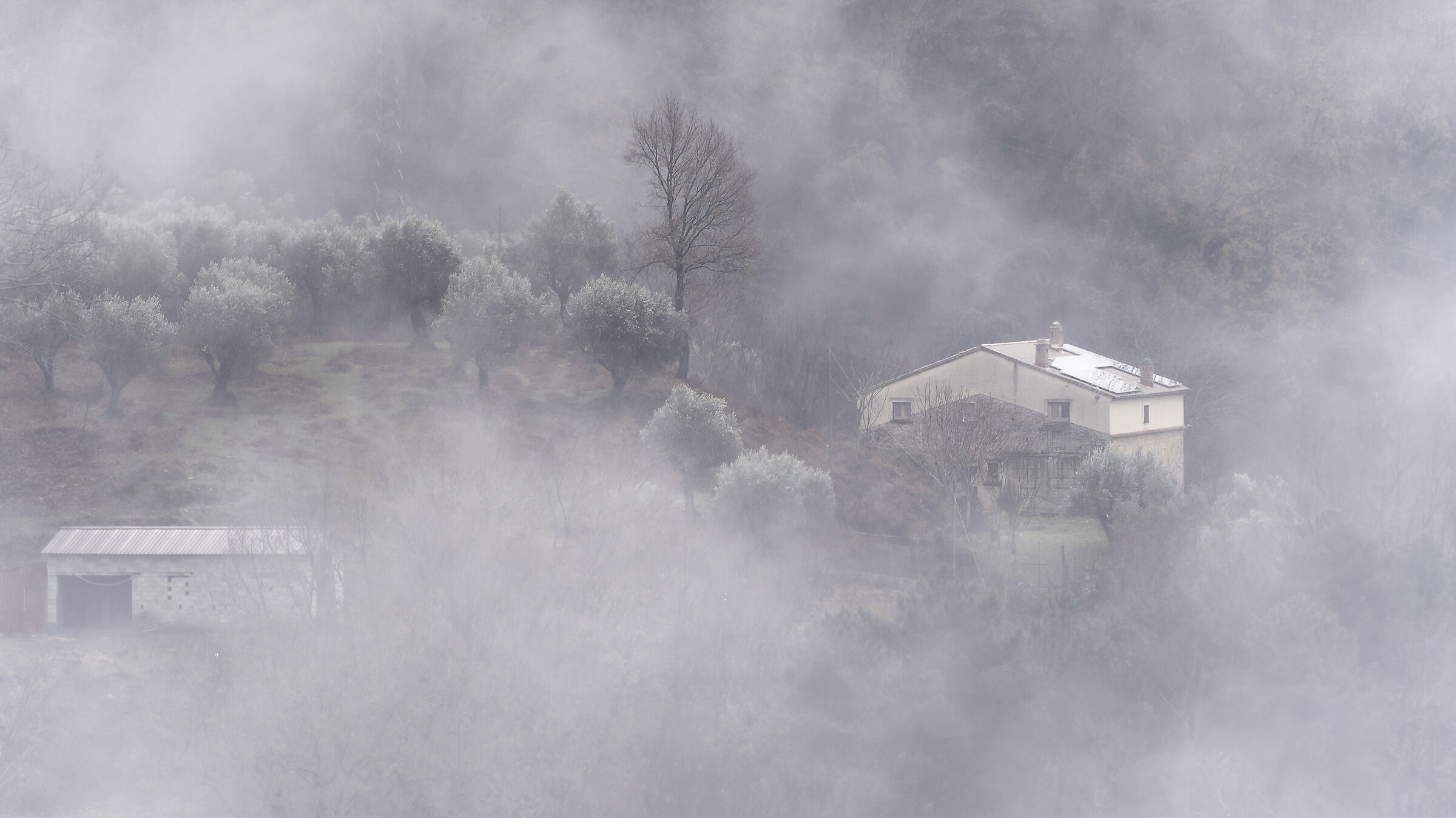 Avvolti nella nebbia