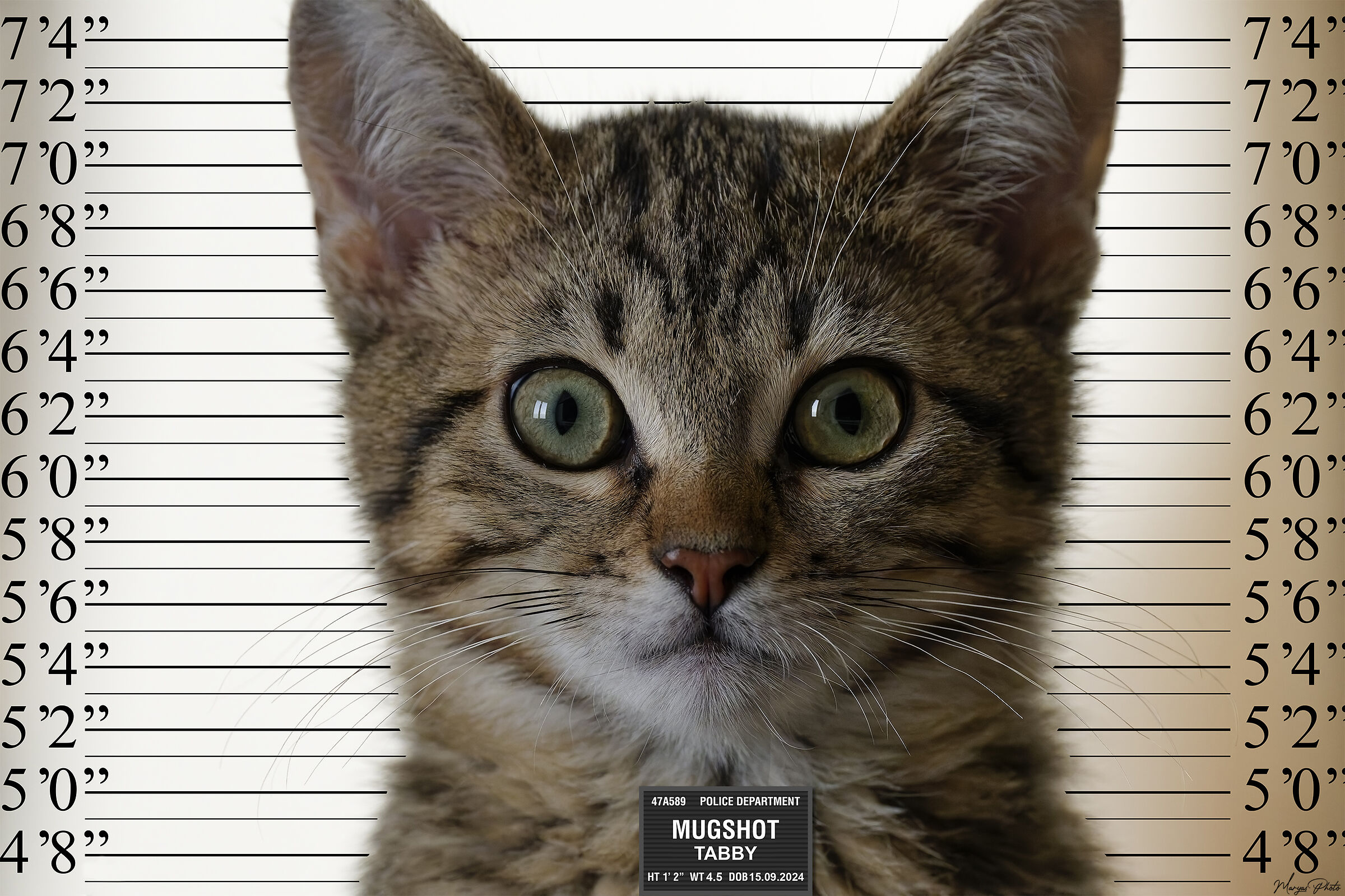 Mug shots