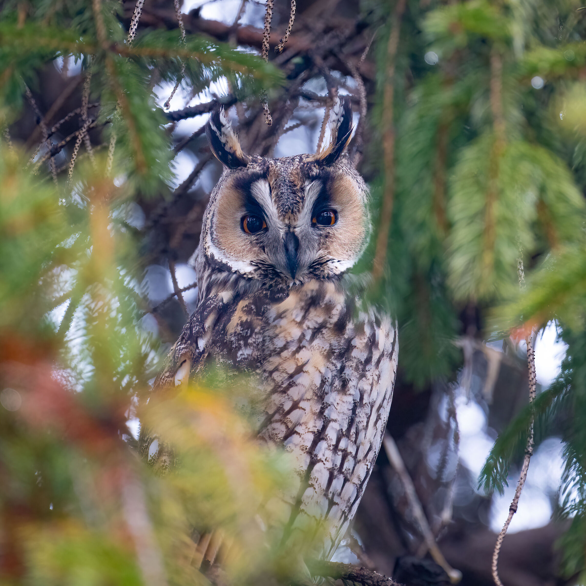 Owl ( Asio otus )