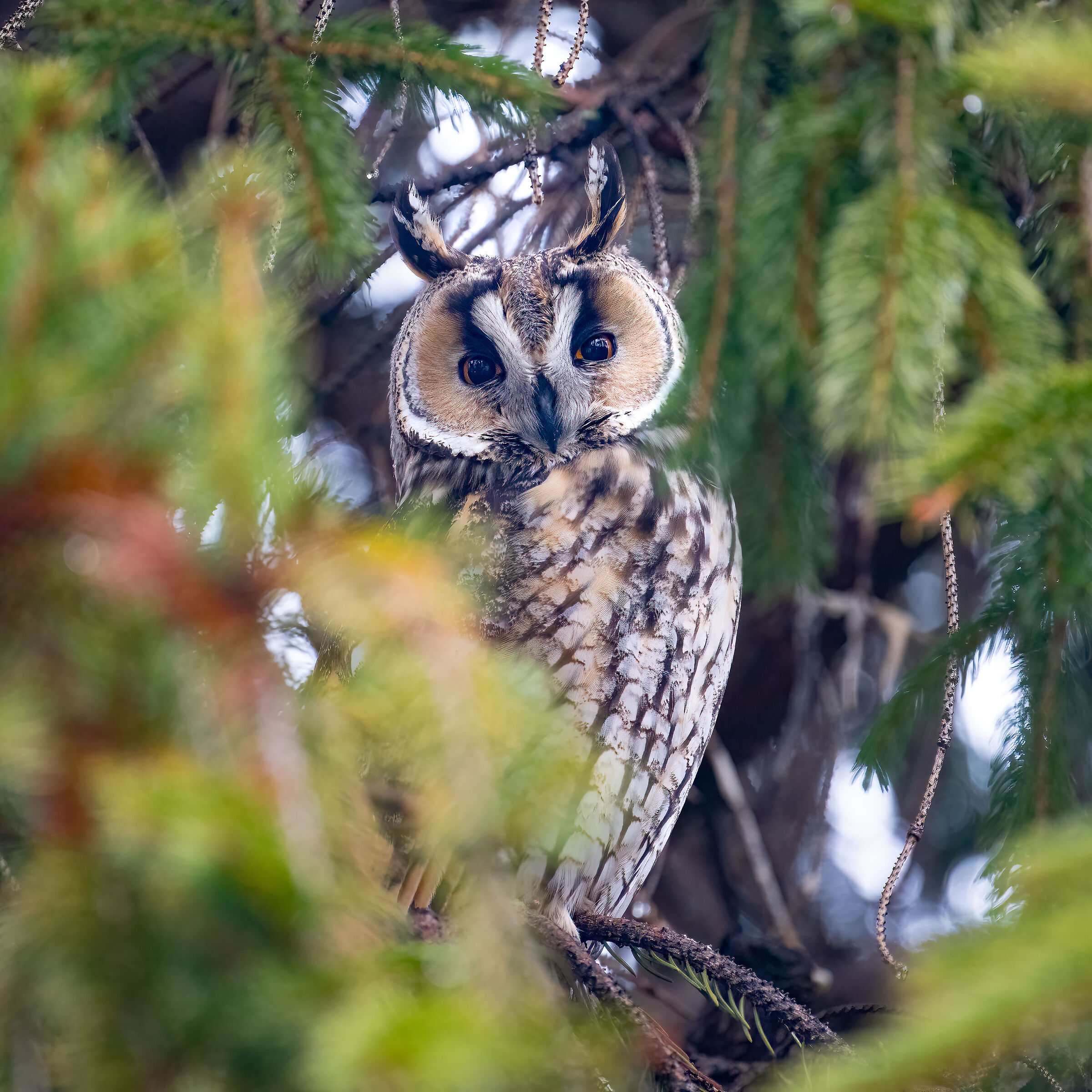 Owl ( Asio otus )