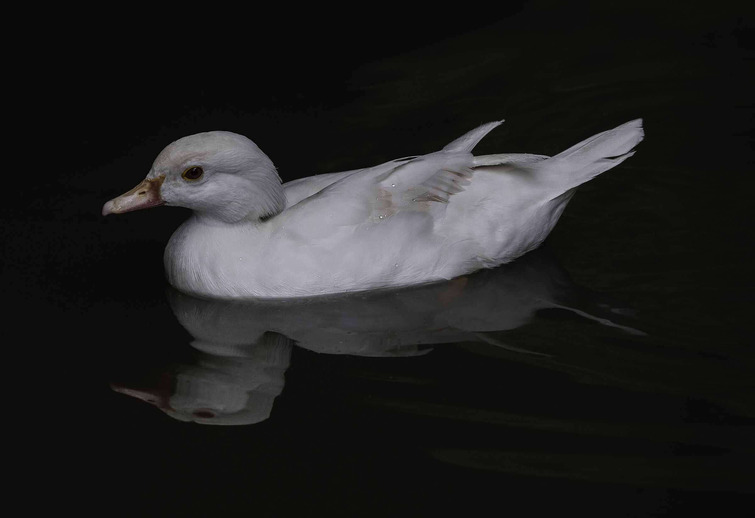 Anatra Mandarina bianca