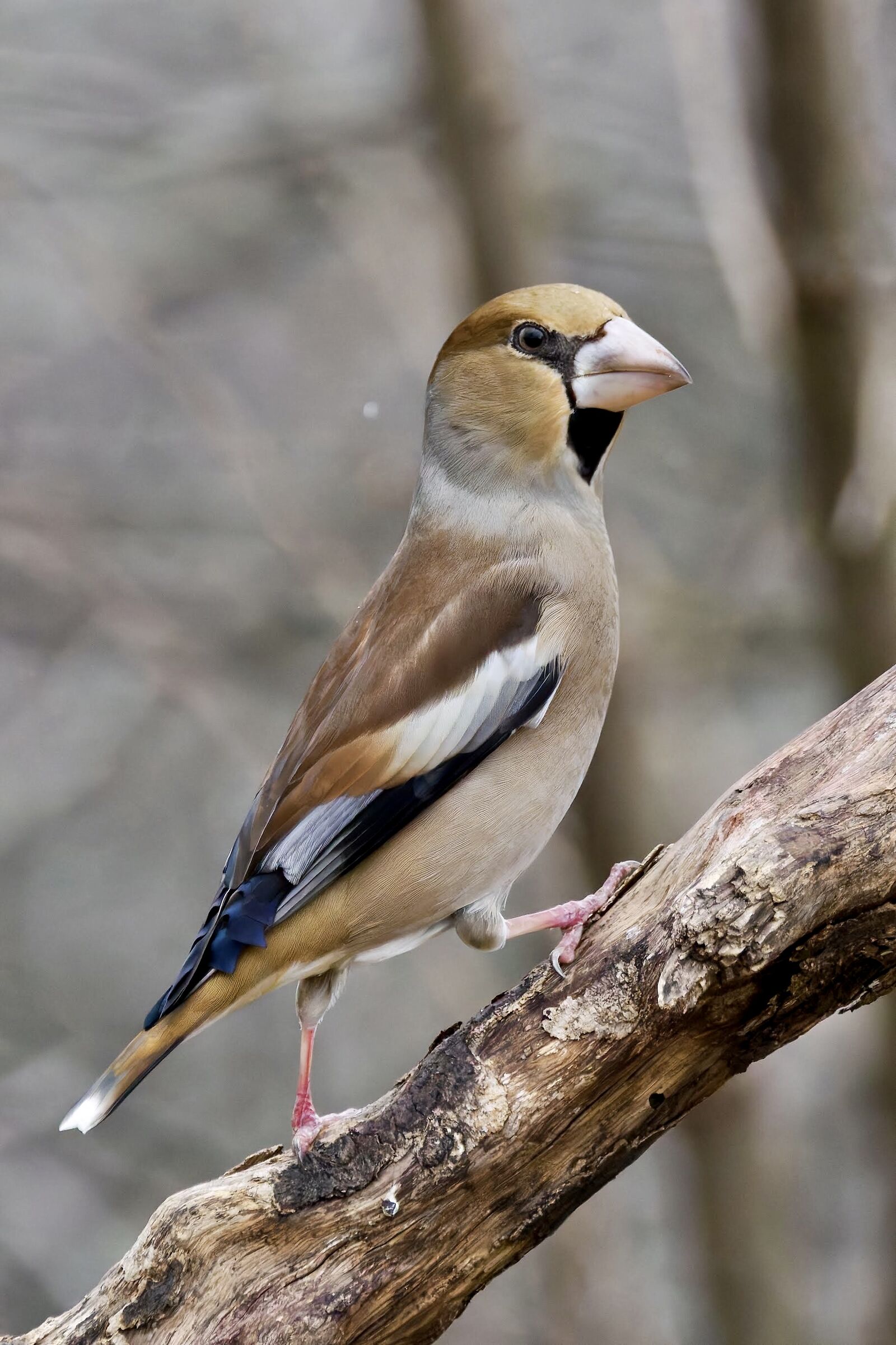 Hawfinchin in the rain
