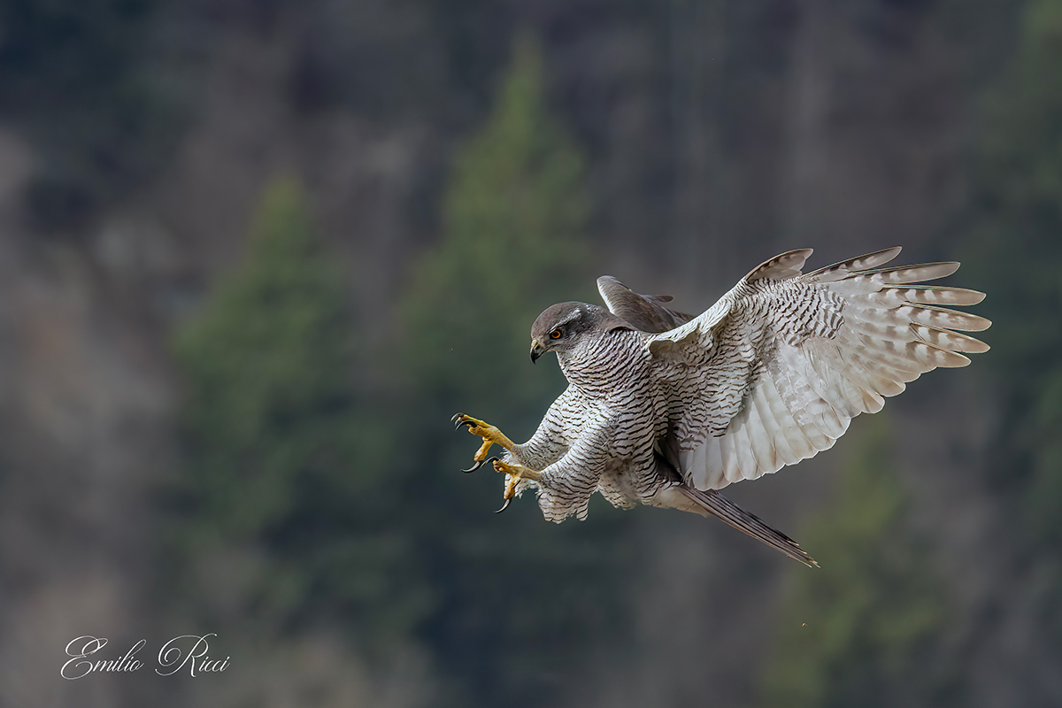 Goshawk