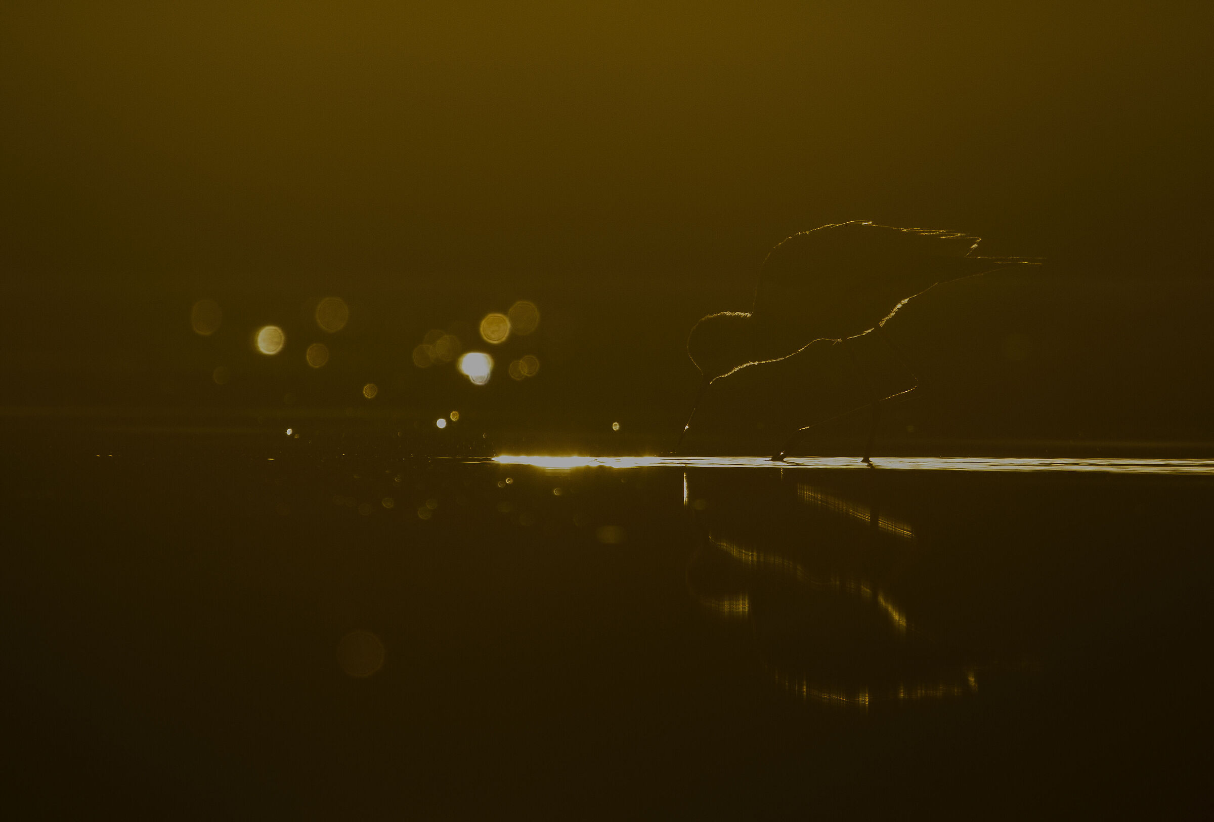 Bokeh