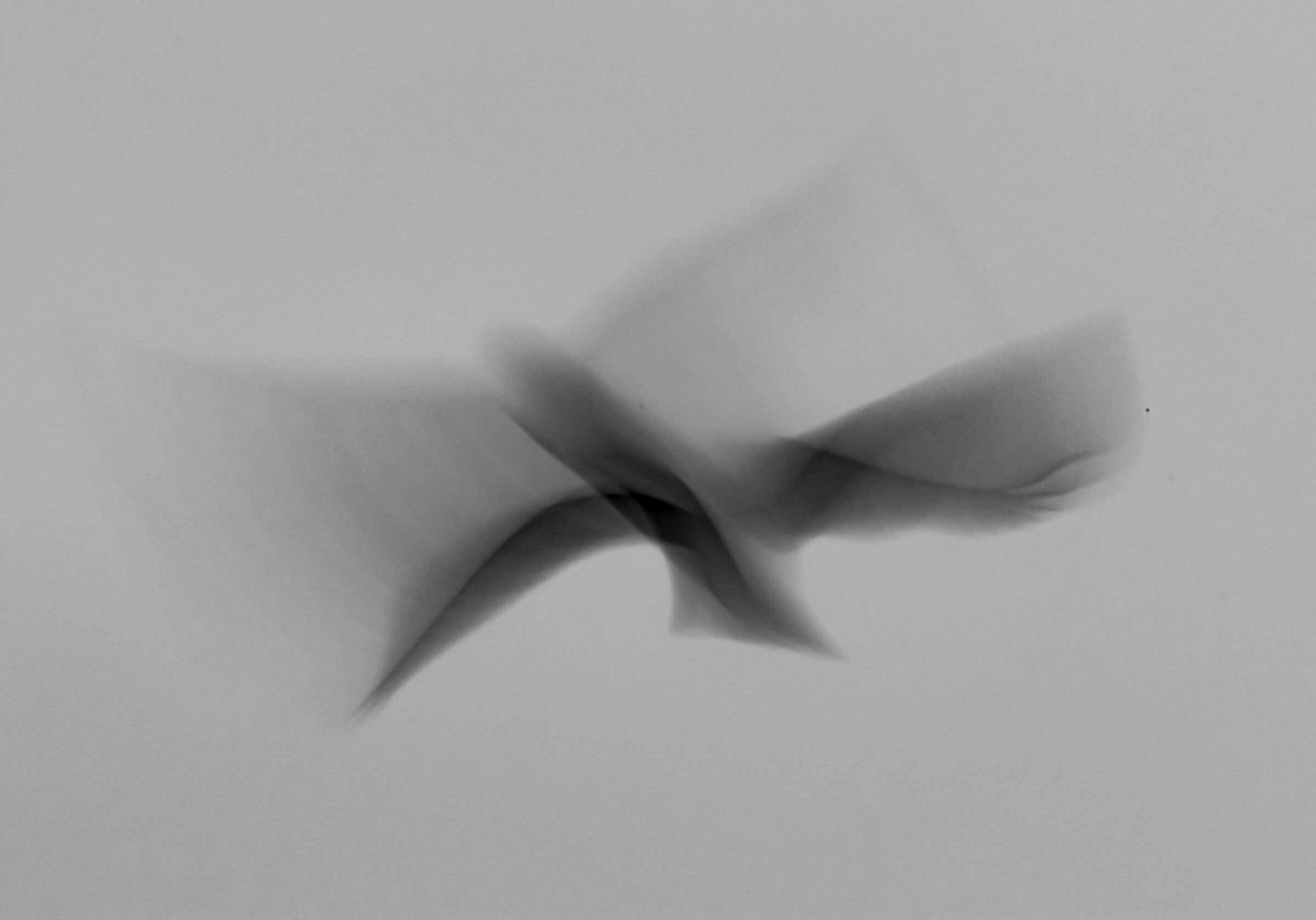 Fly