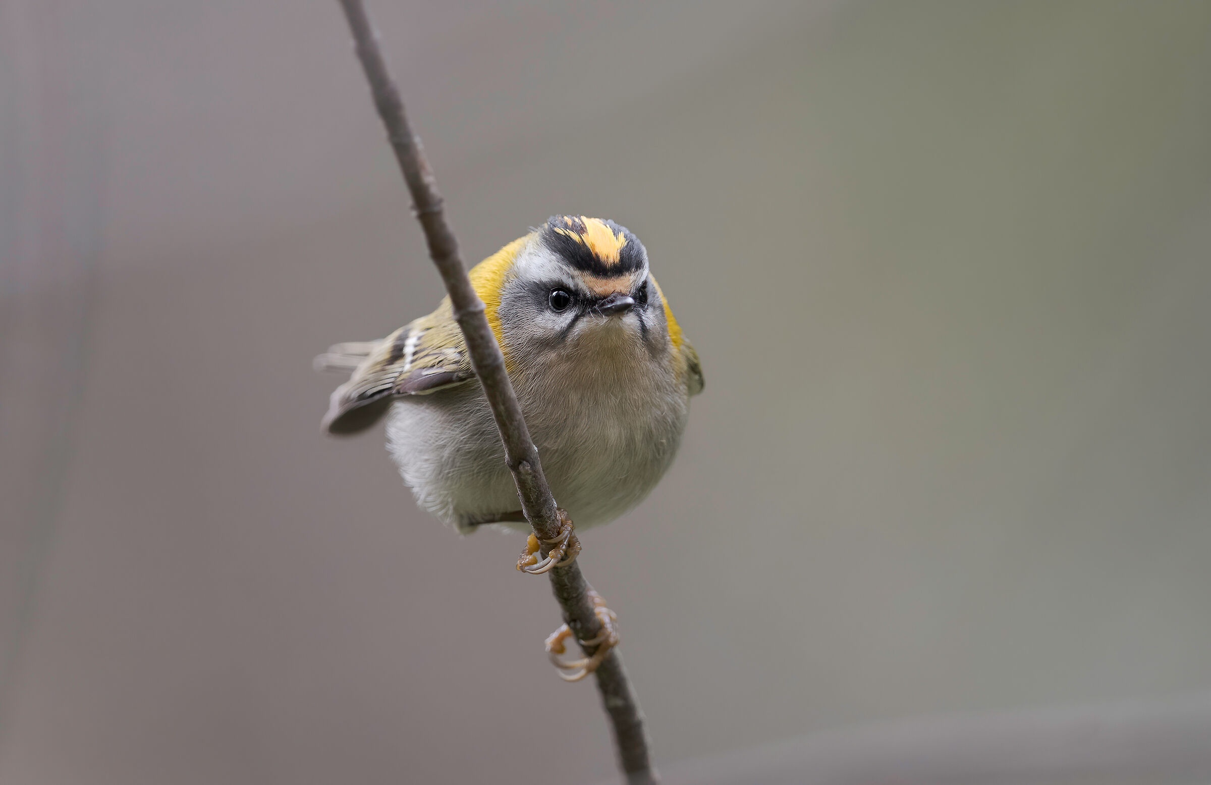 Firecrest