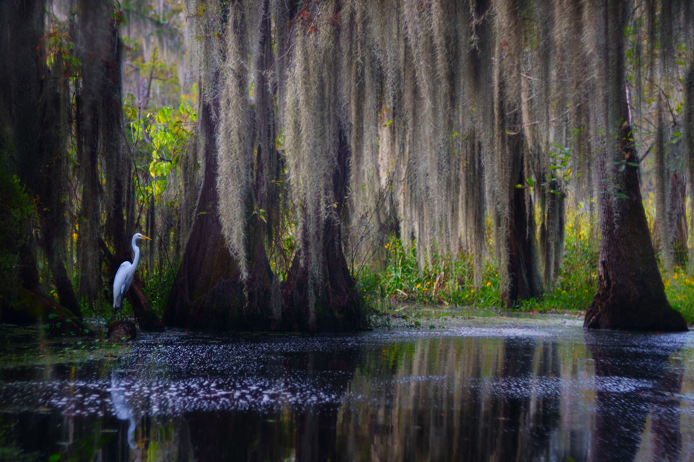 White heron hunting among the cypresses of Louisiana