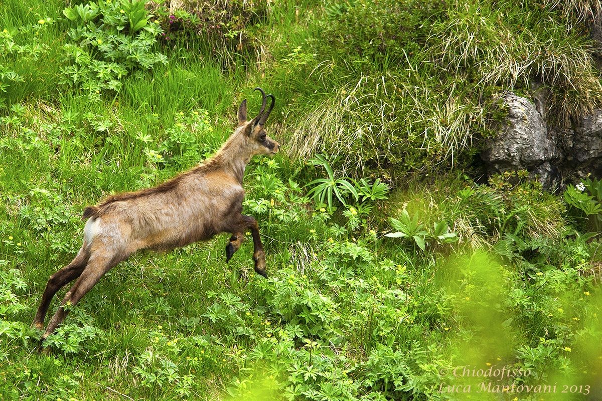 Camoscio ...al salto!