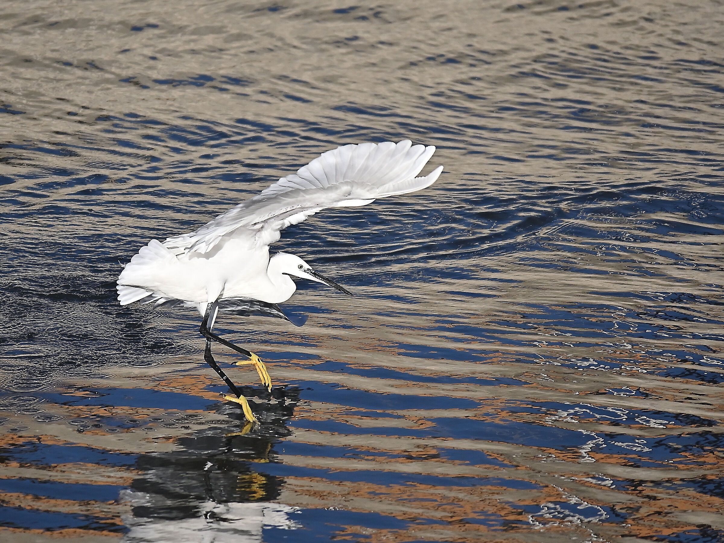 Egret