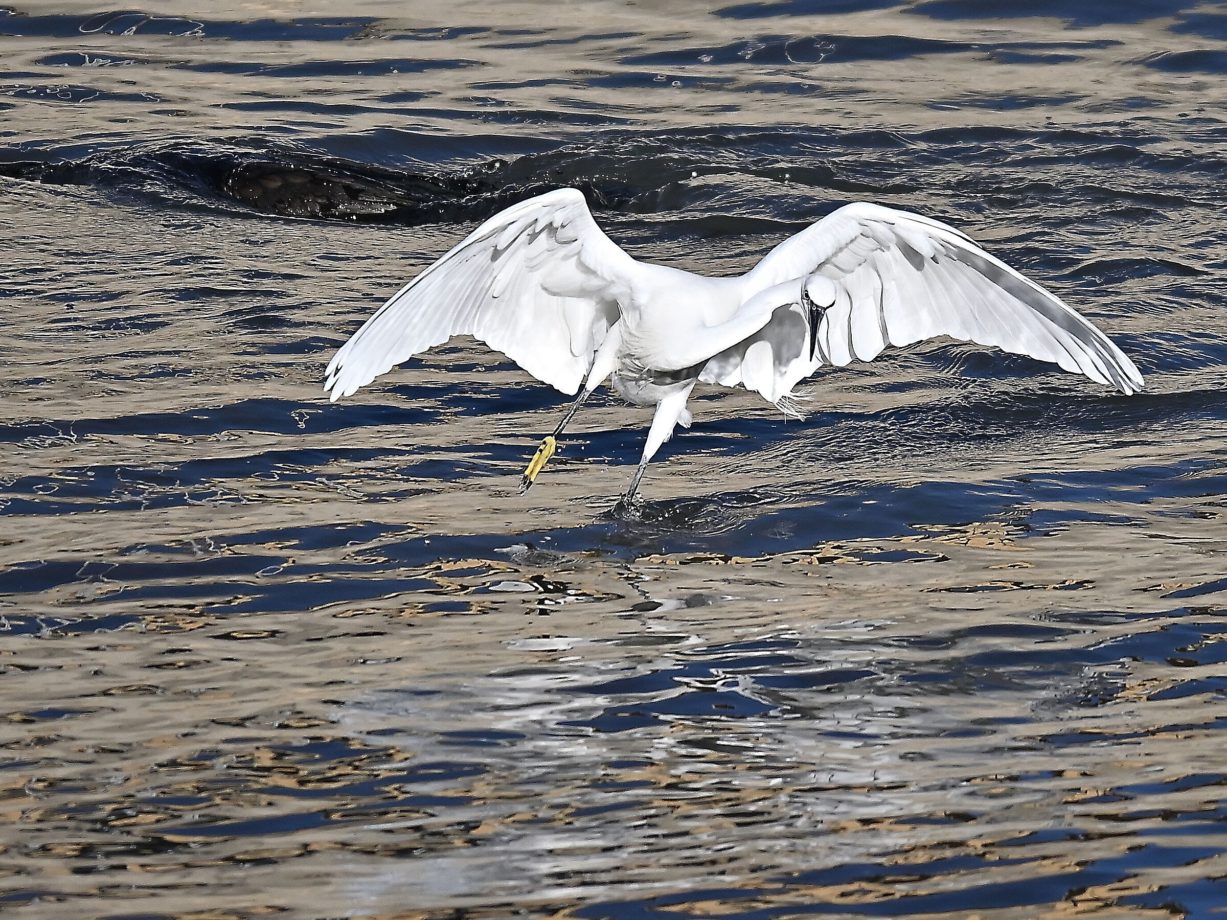 Egret