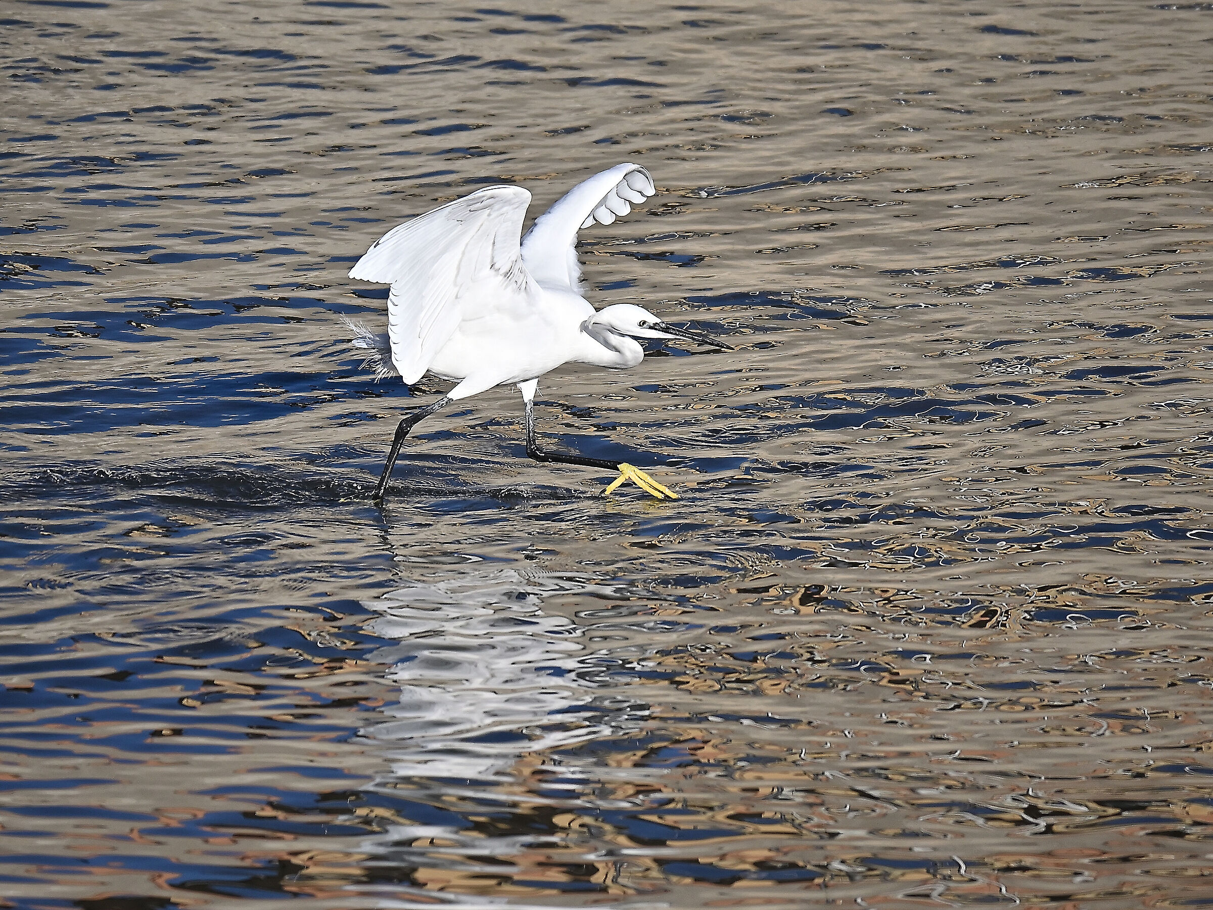 Egret