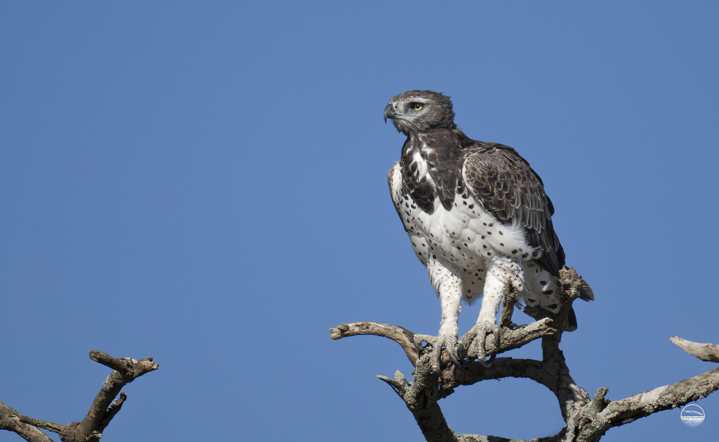 Martial Eagle