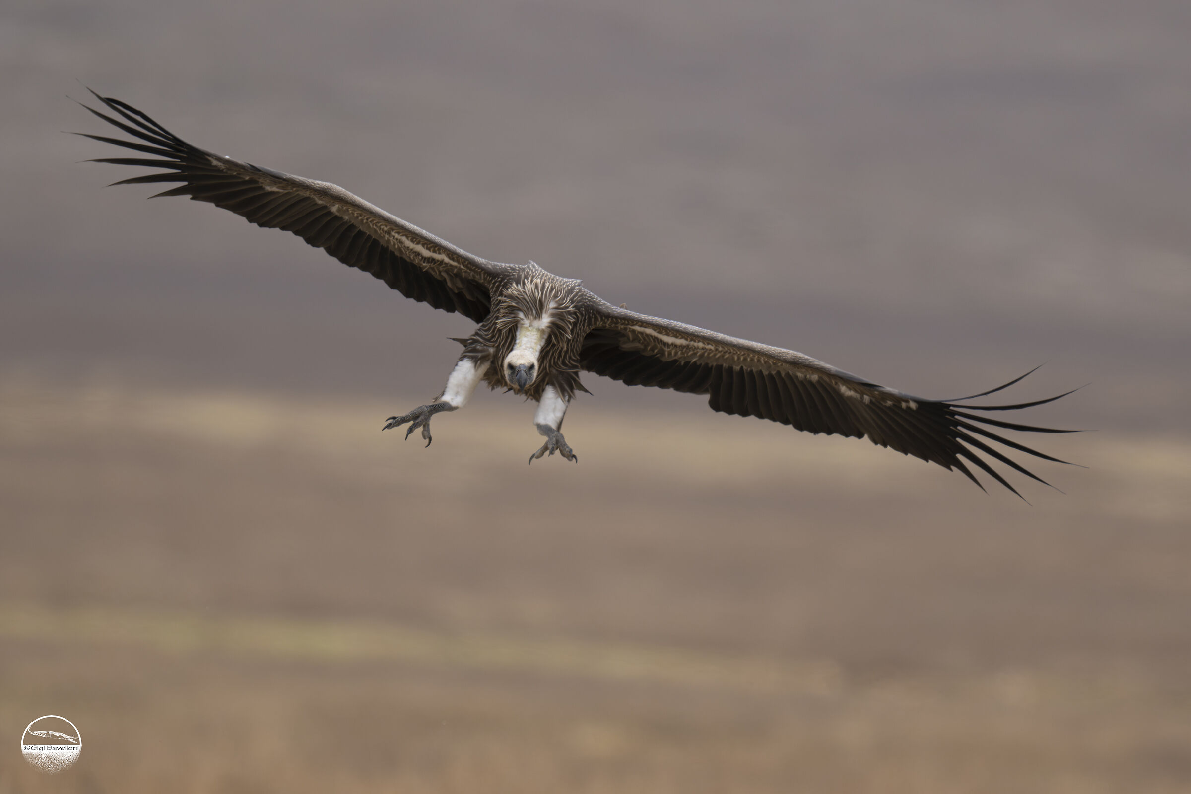 African Griffon Vulture