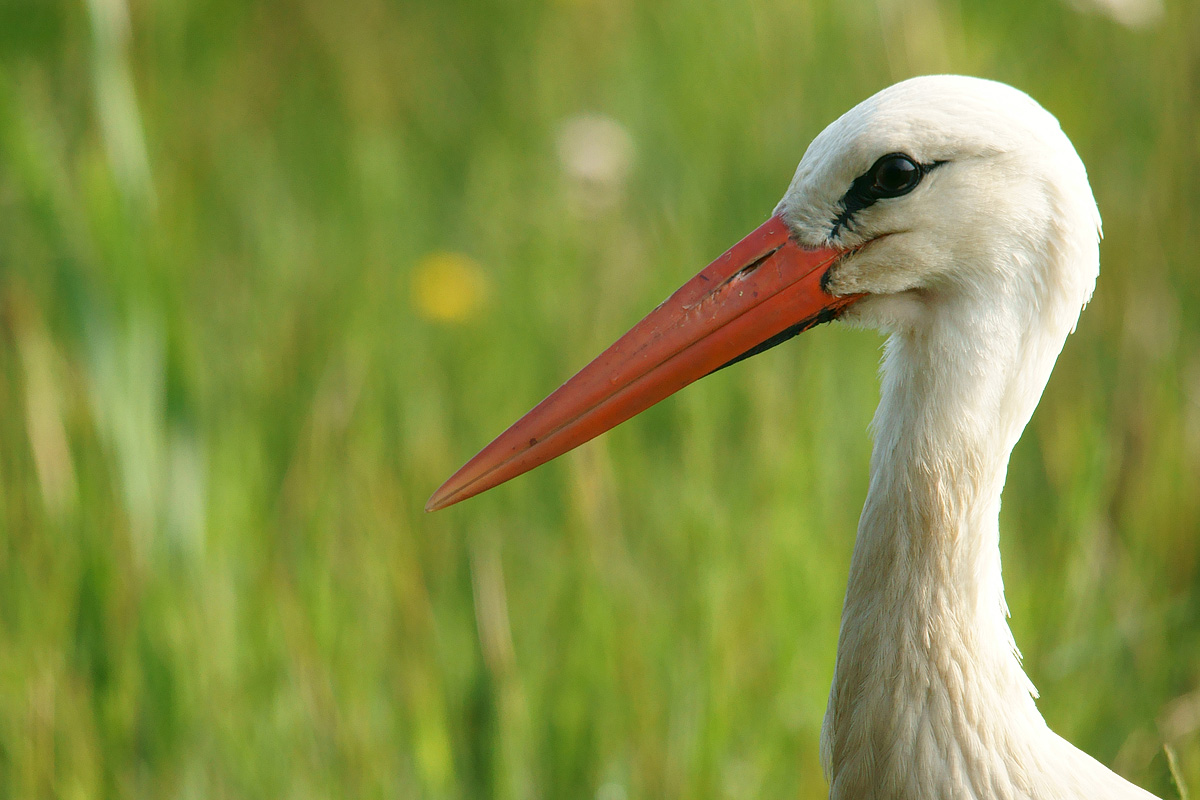 Pronto il documento !