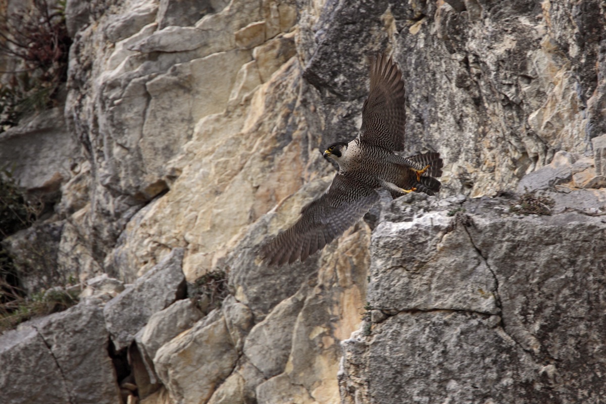 Fledging of Peregrine