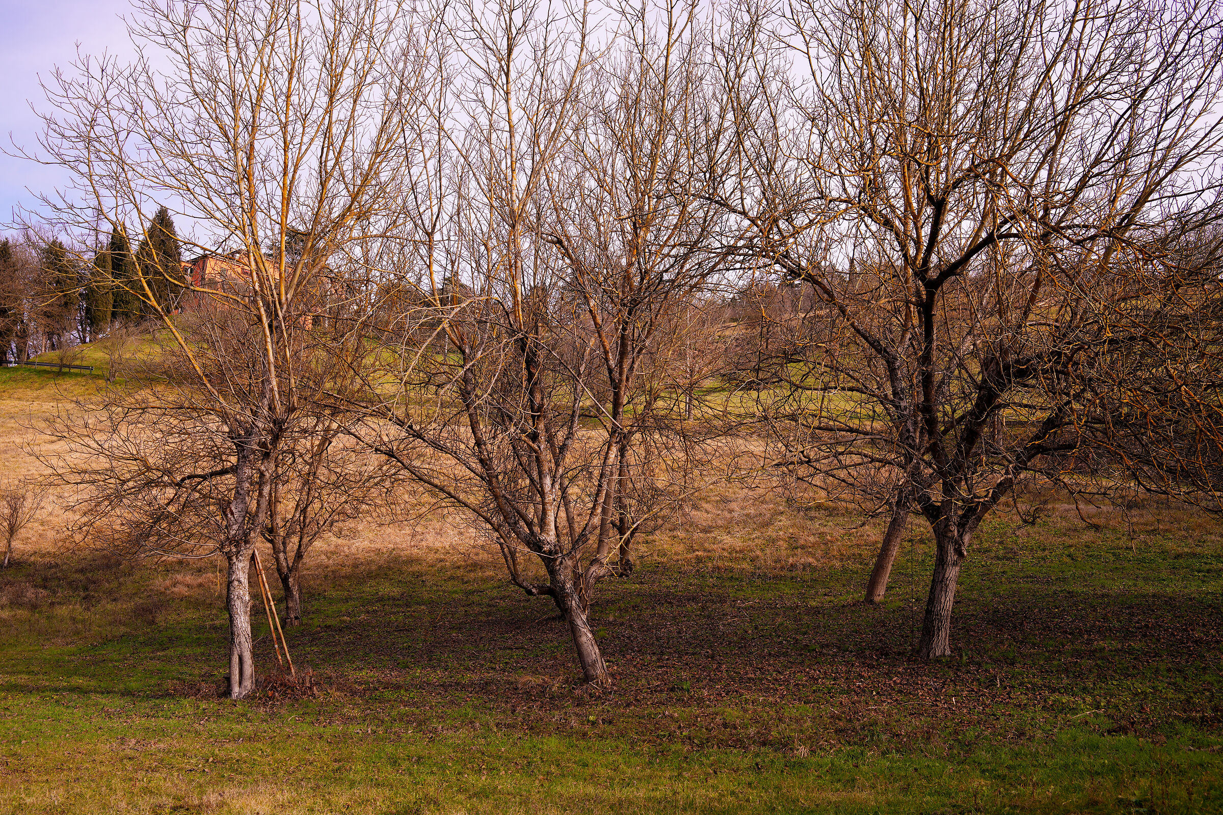 Bolognese Hills