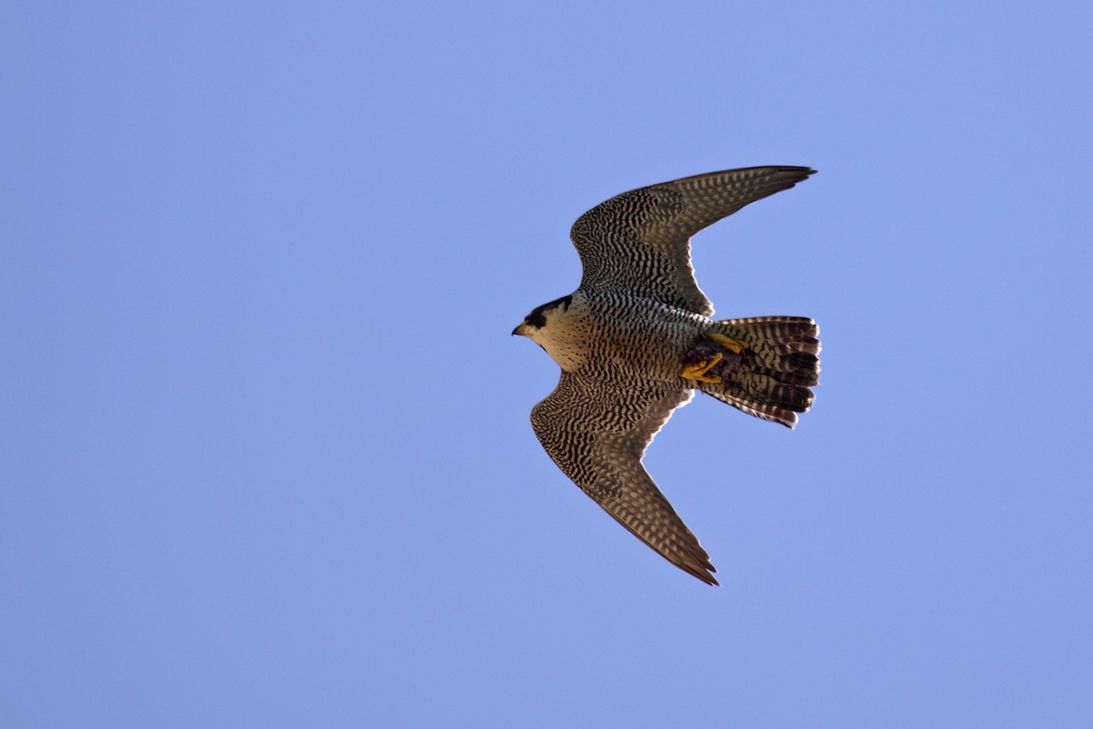 Pellegrino con preda