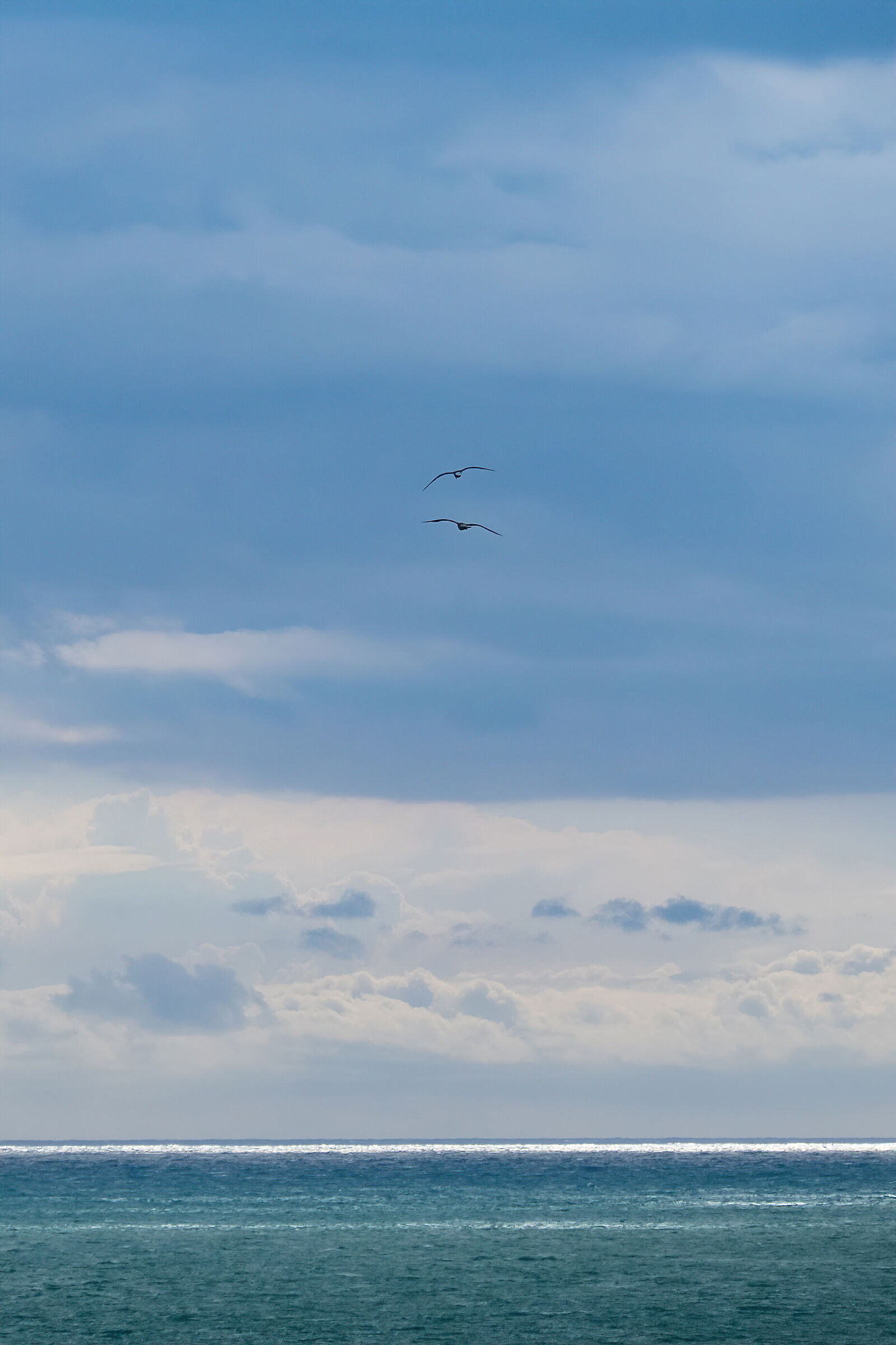 Due gabbiani e il mare