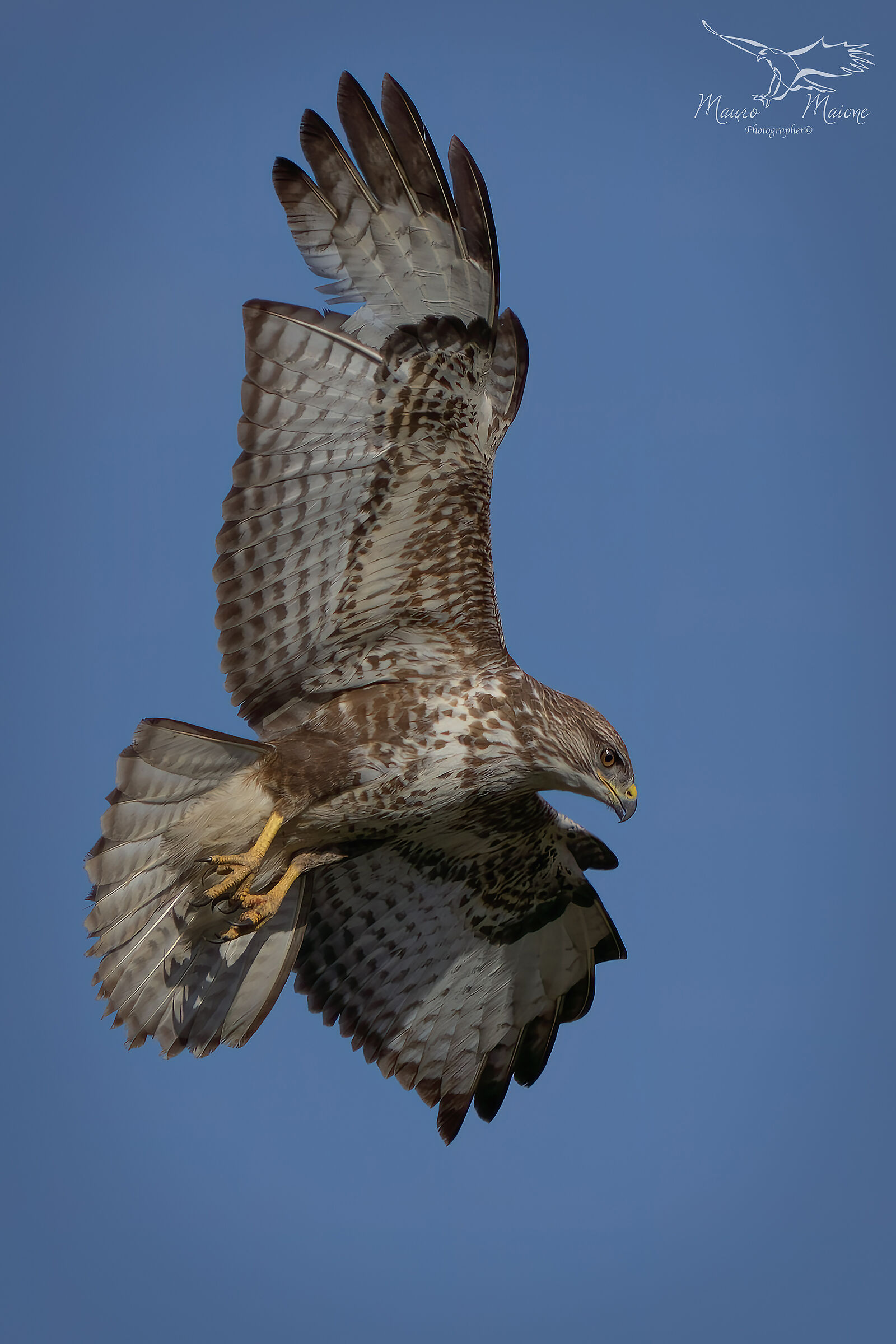 Buzzard