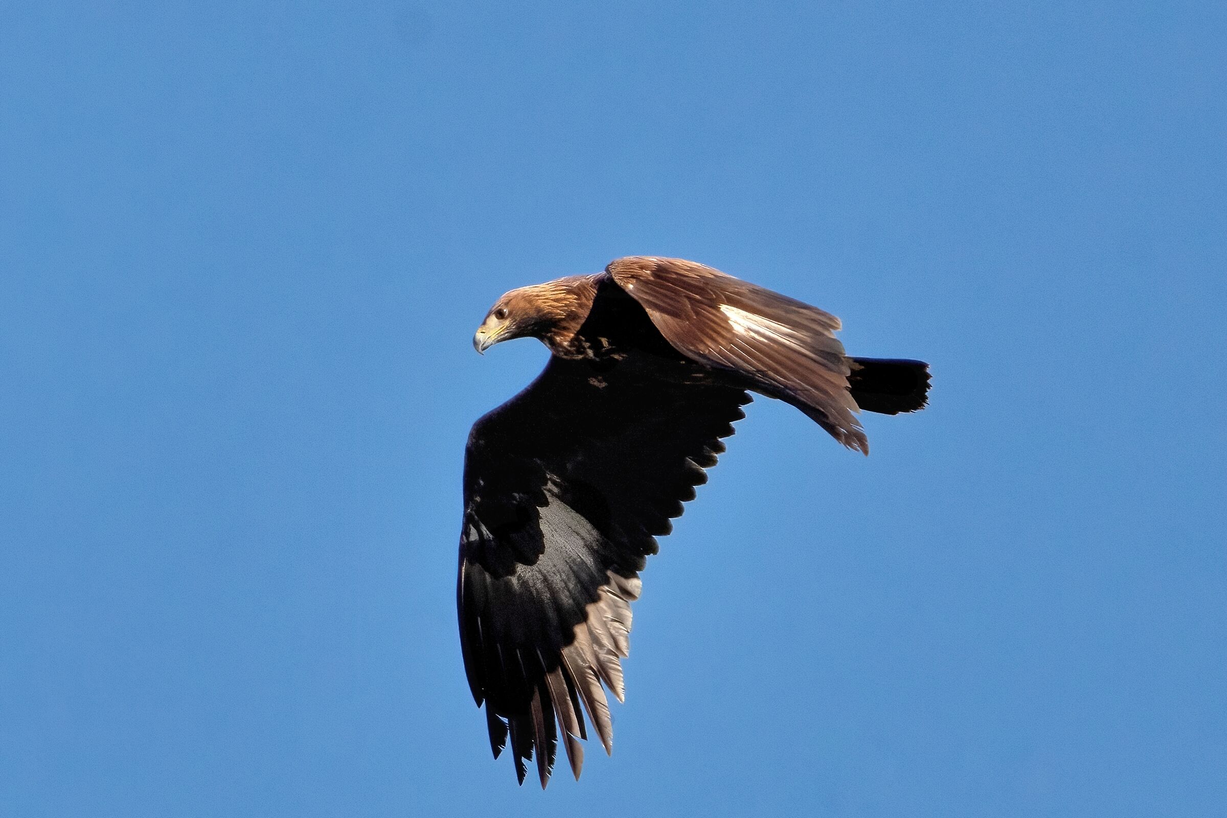 Golden Eagle (Aquila chrysaetos)