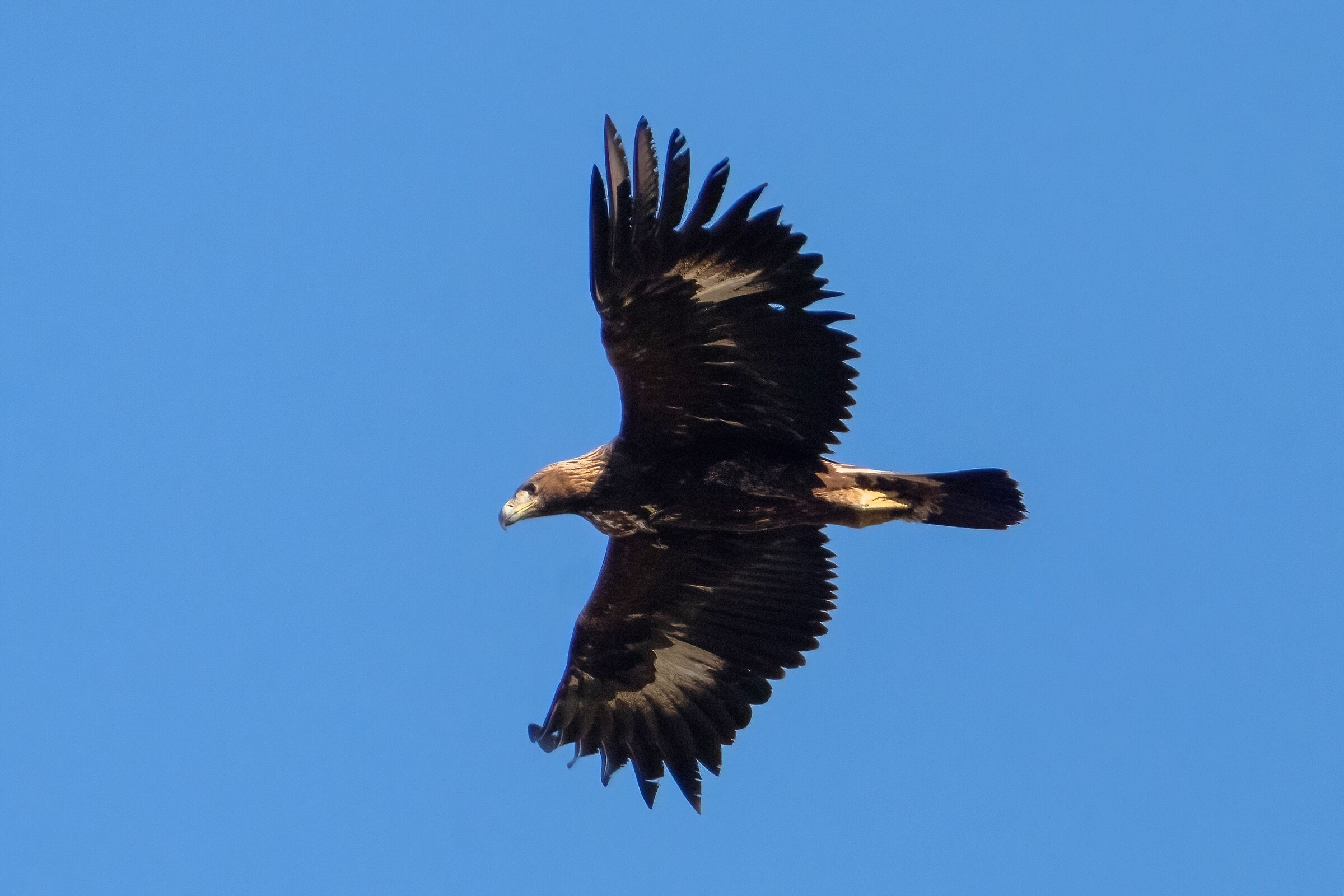 Golden Eagle (Aquila chrysaetos)