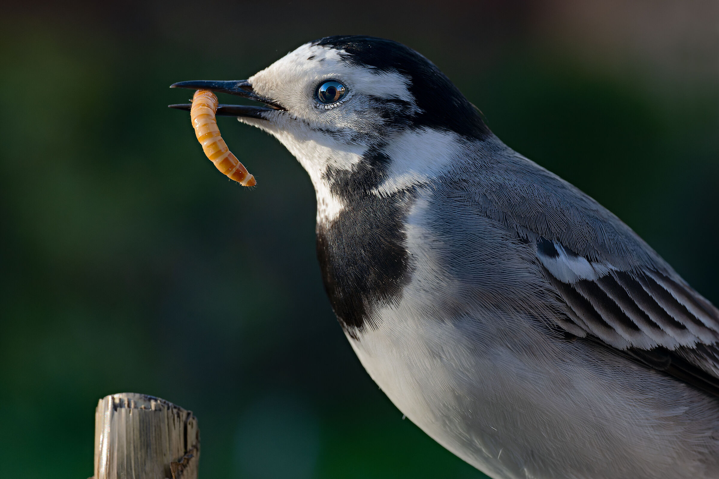 50 cm from my dancer friend