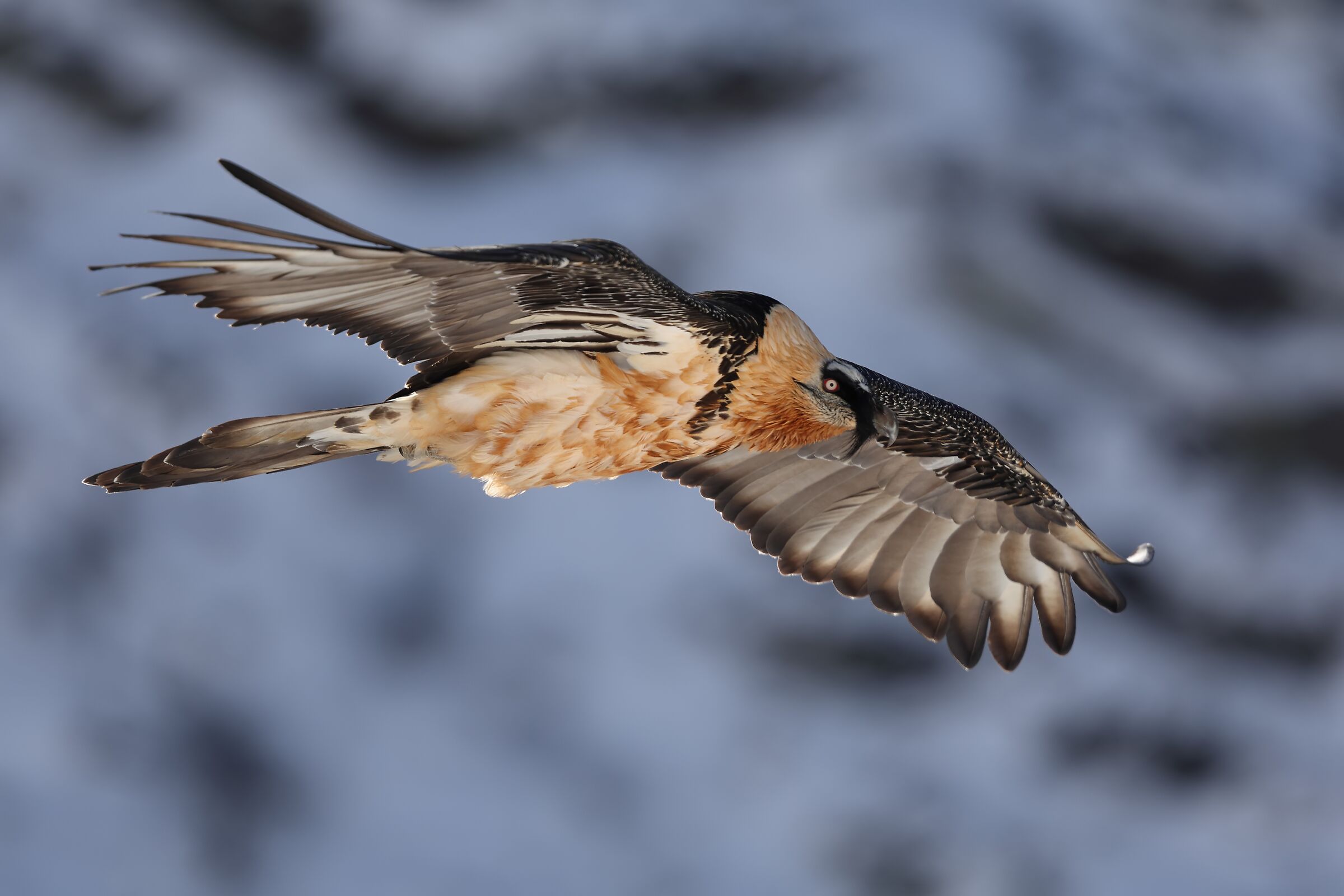 Adult bearded vulture