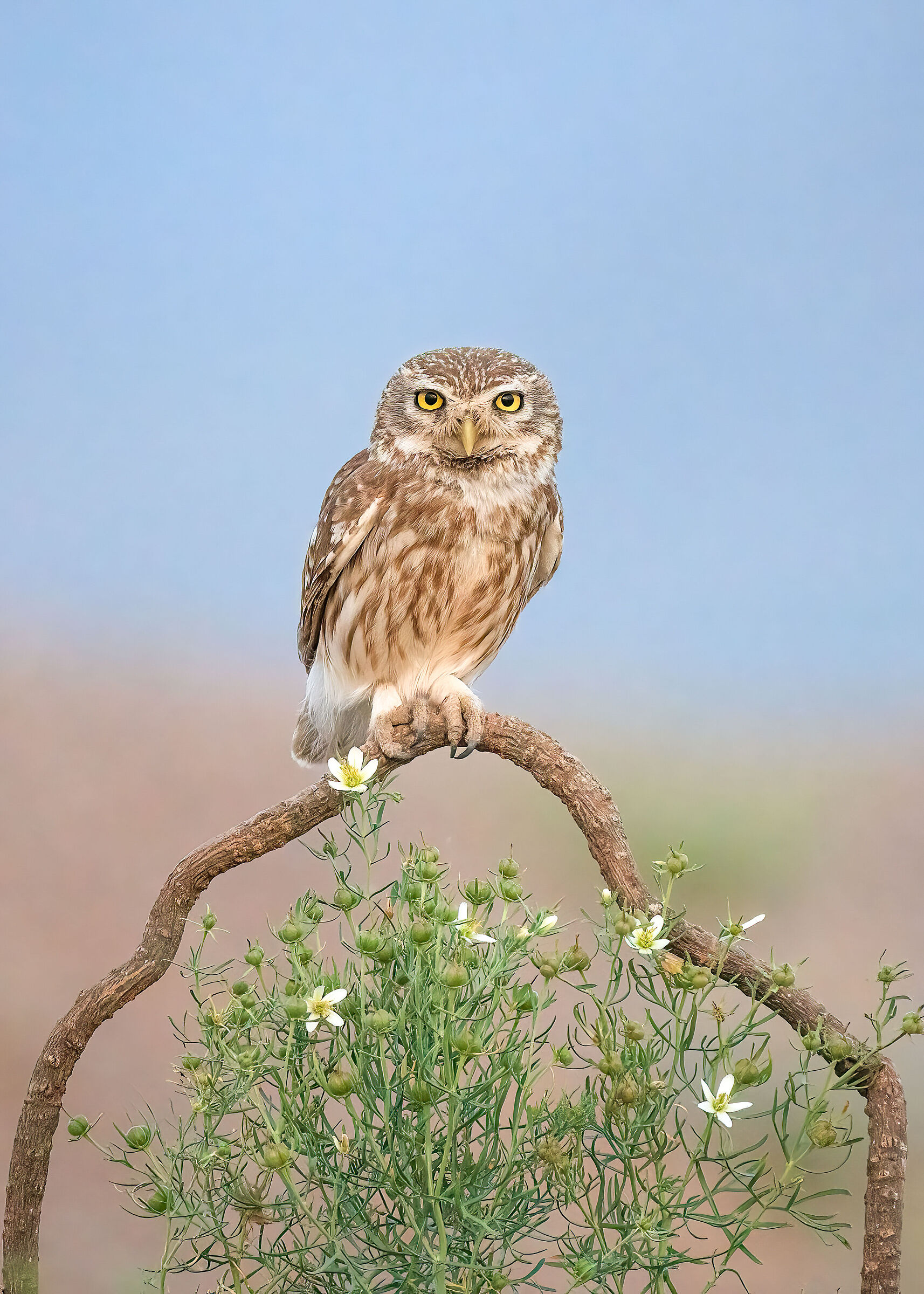 Little owl