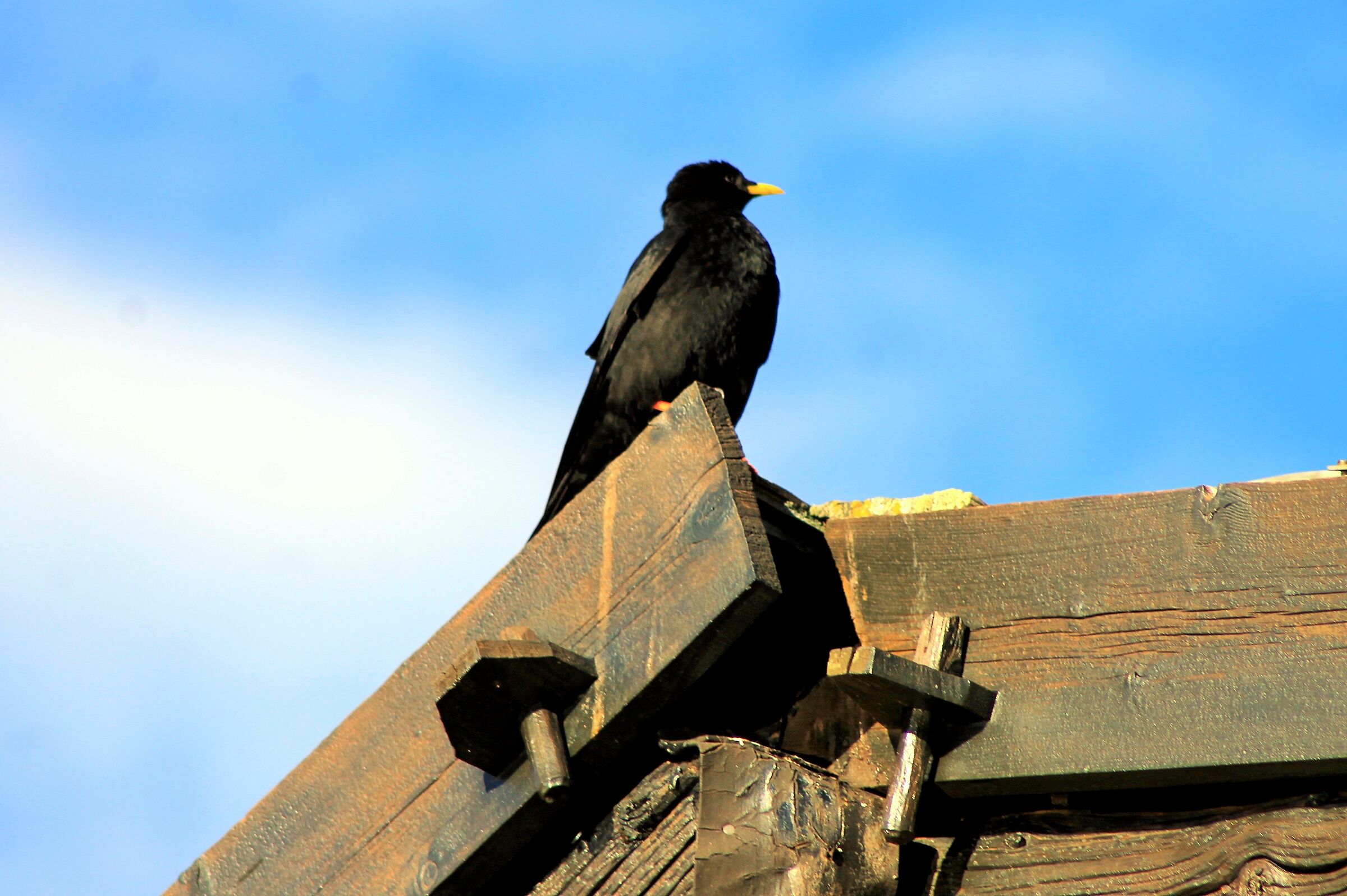 The owner of the refuge