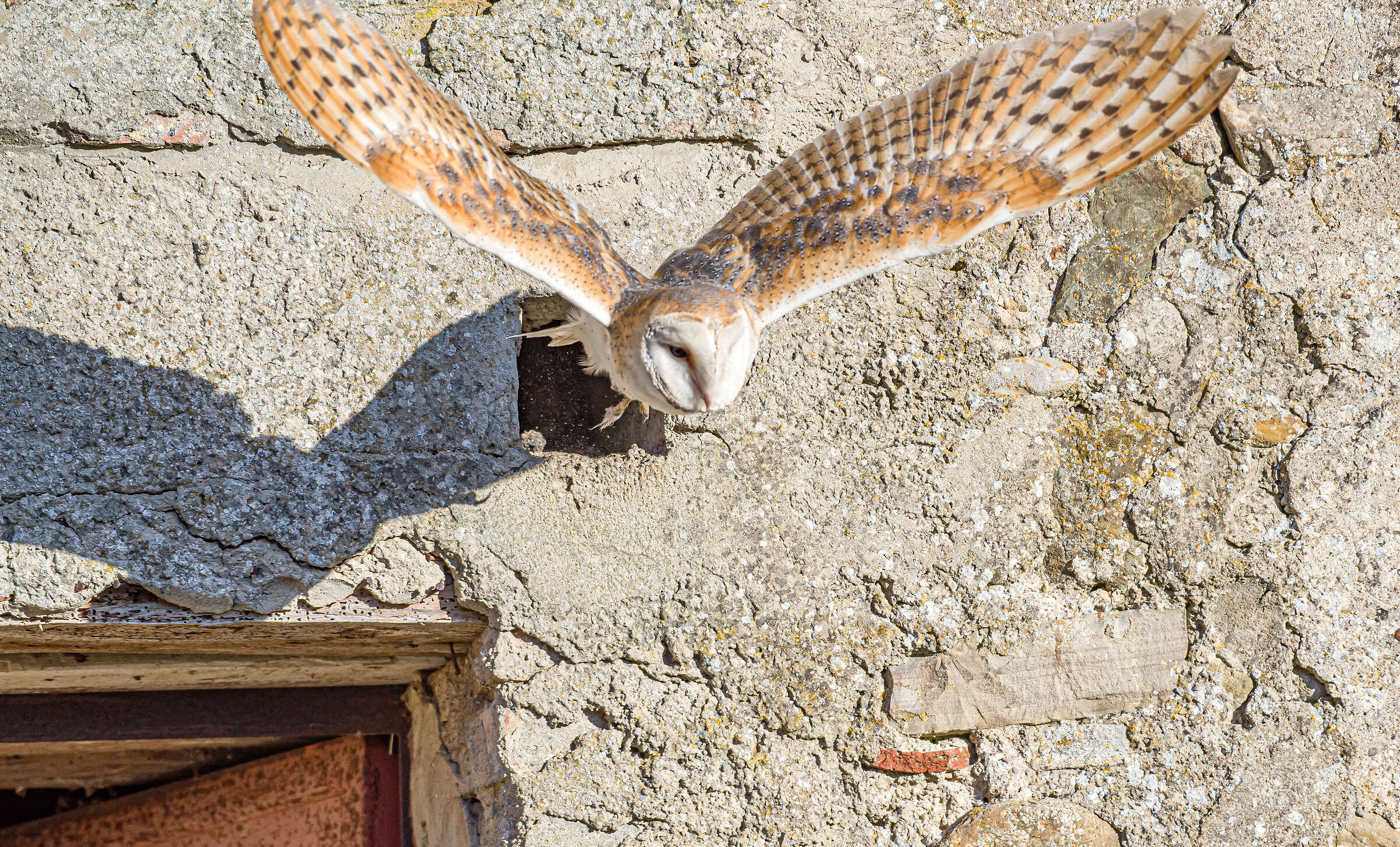 The Barn Owl and the abandoned farmhouses