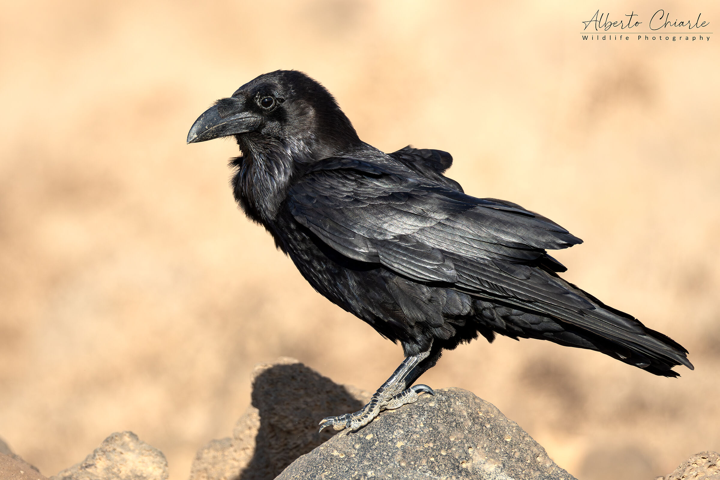 Corvo di Fuerteventura (Corvus corax canariensis)