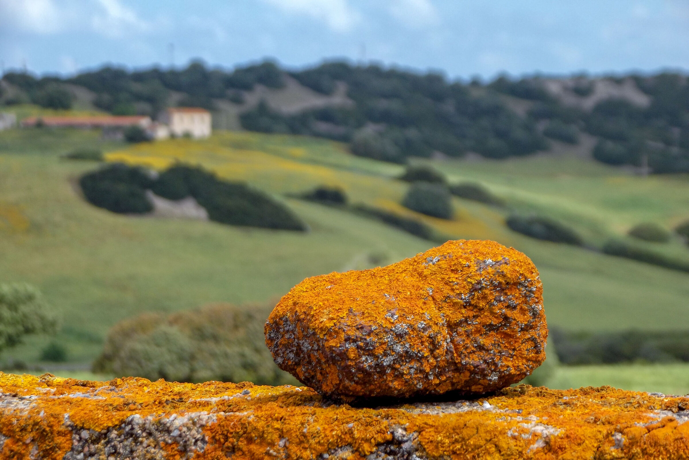 Paesaggio con licheni