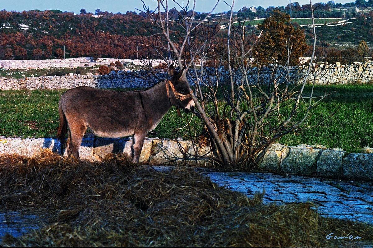 Cisternino contr.Figazzano Dic.1991_4