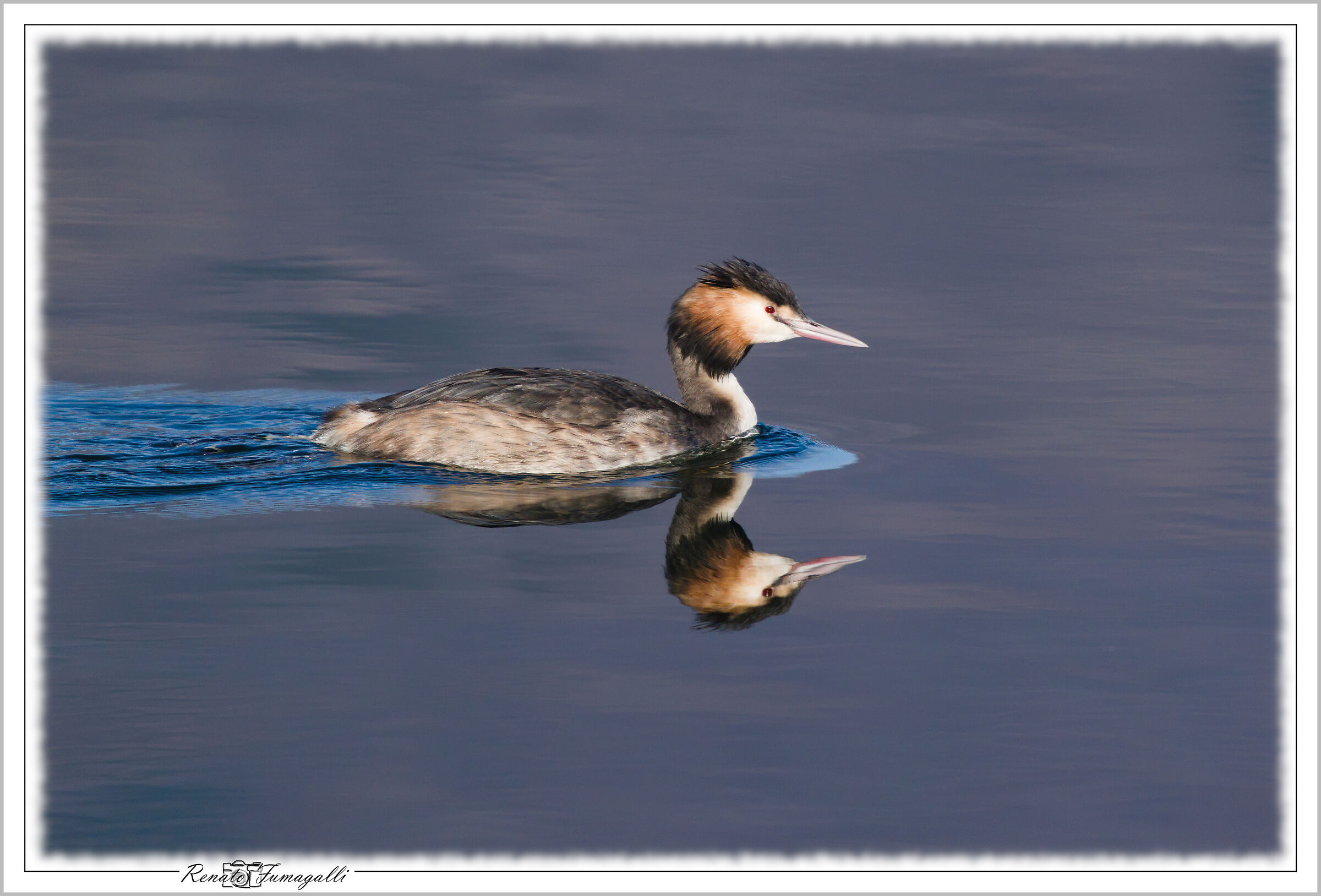 Grebe