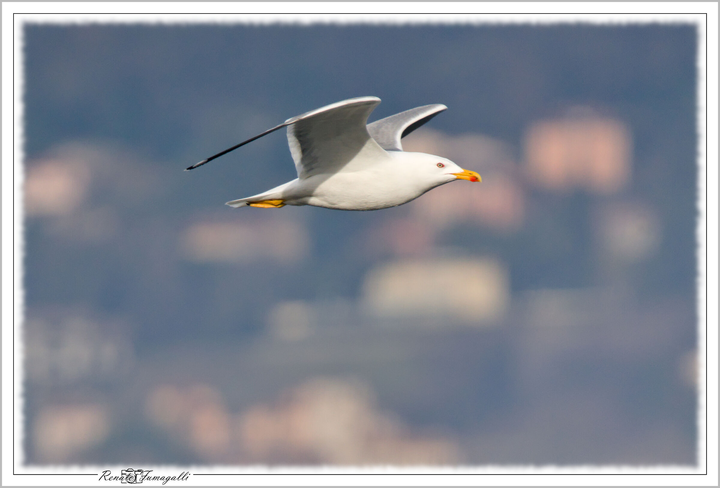 Herring gull