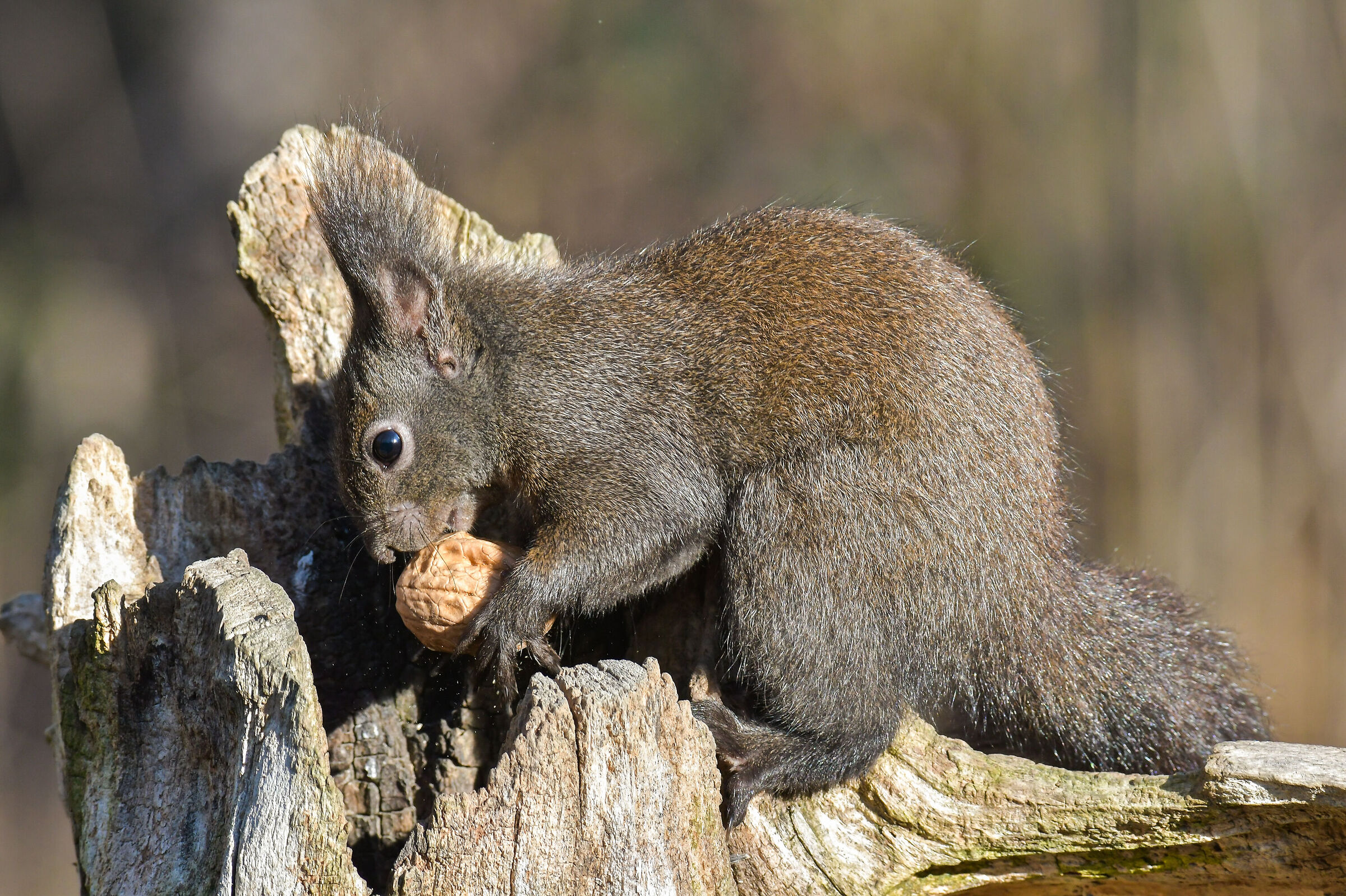 Squirrel in feeding
