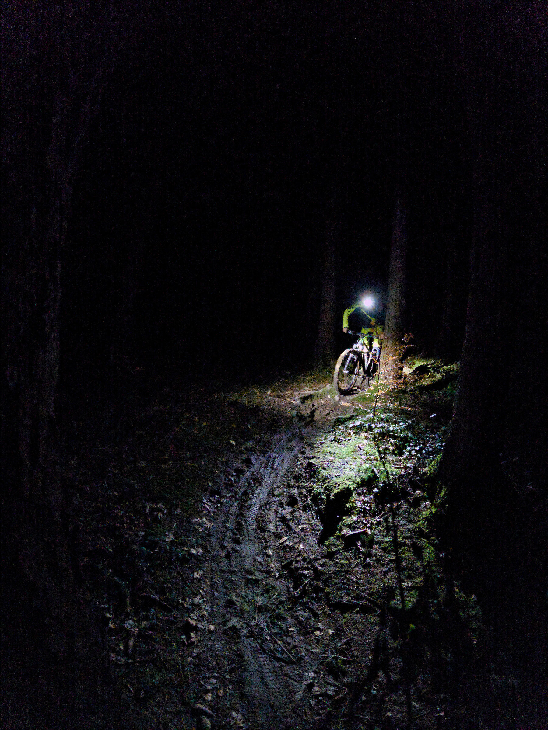 Bois de la Faye - notturna